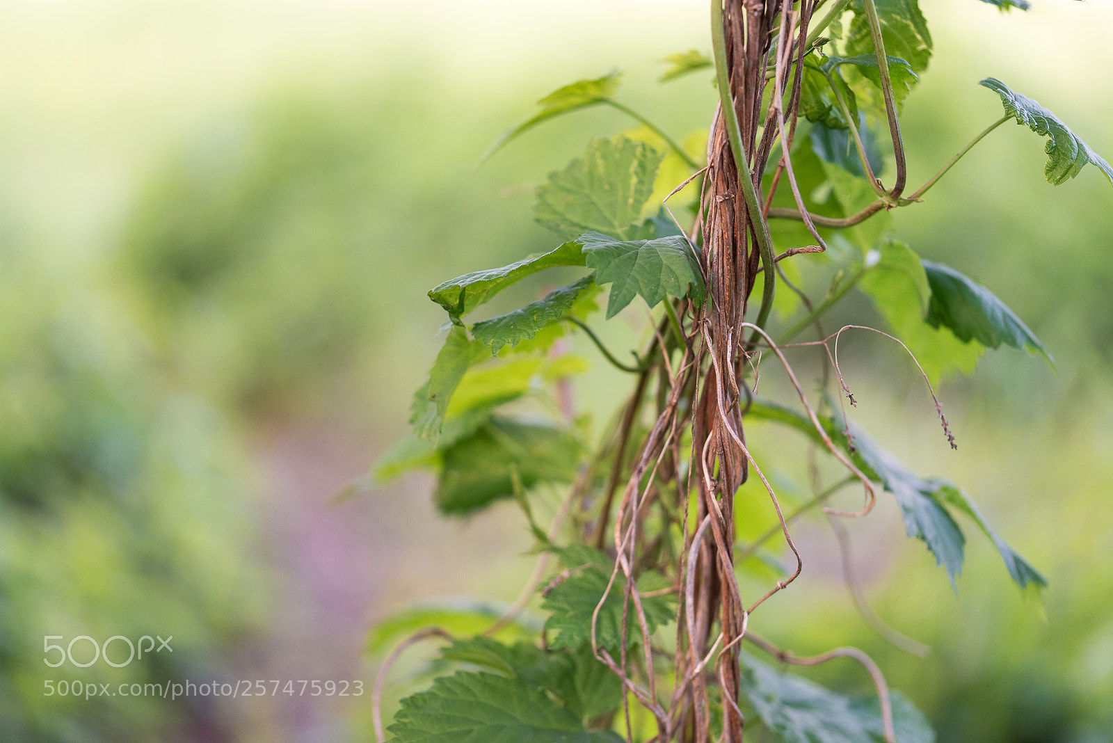 Nikon D810 sample photo. Du vert ! photography