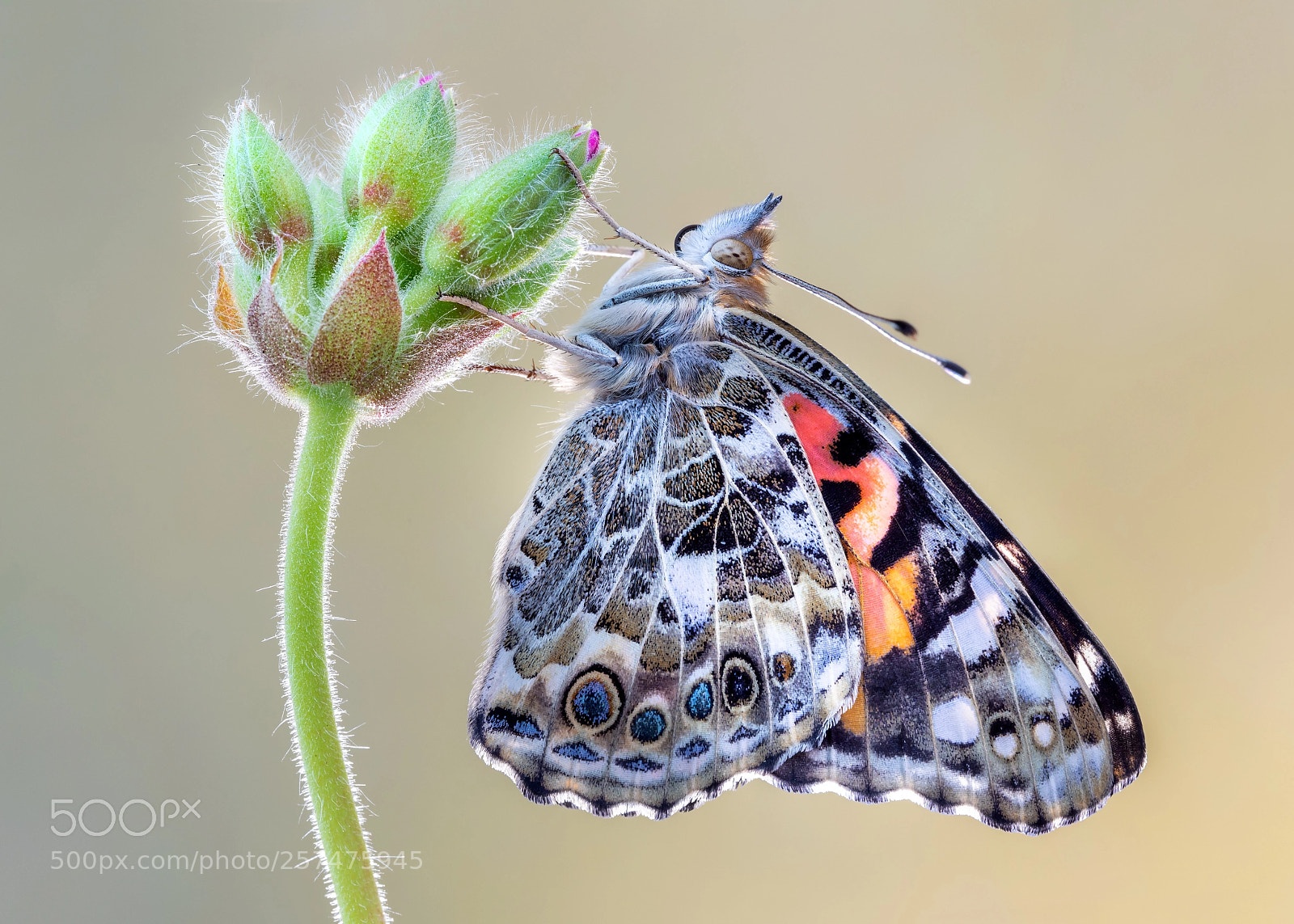 Canon EOS 5D Mark IV sample photo. Painted lady photography