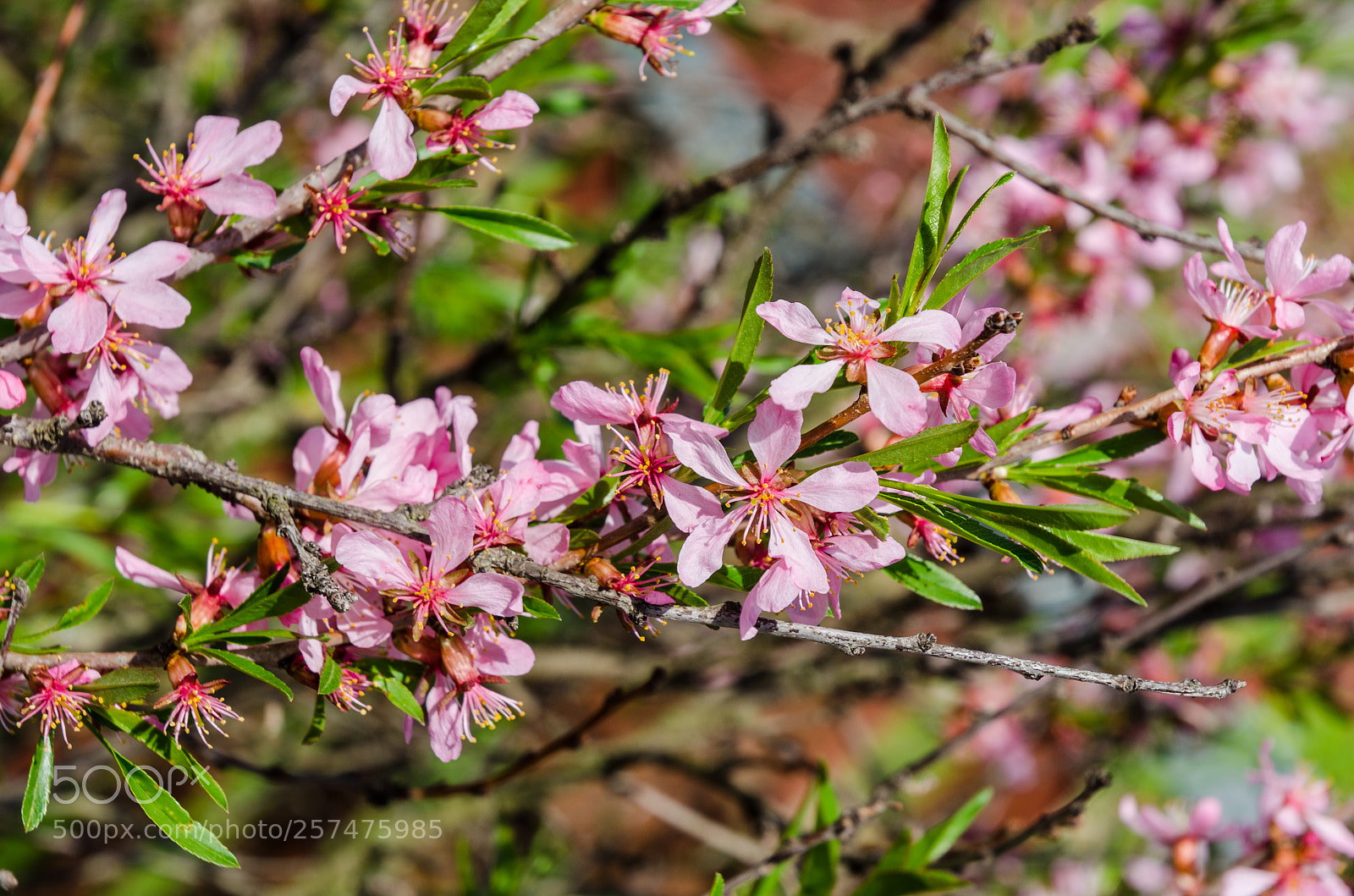 Nikon D5100 sample photo. 383 photography