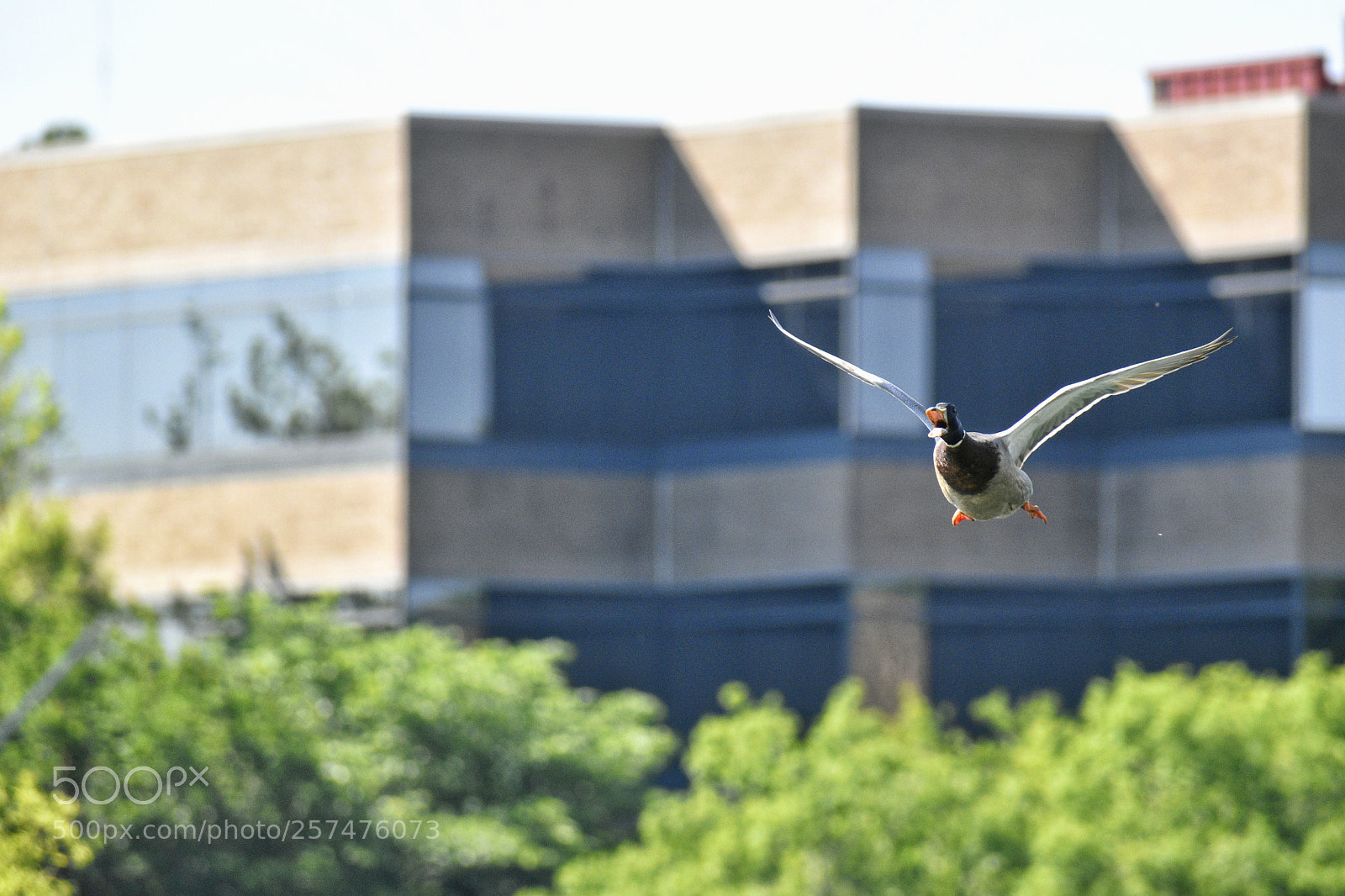 Nikon D5600 sample photo. Untitled photography
