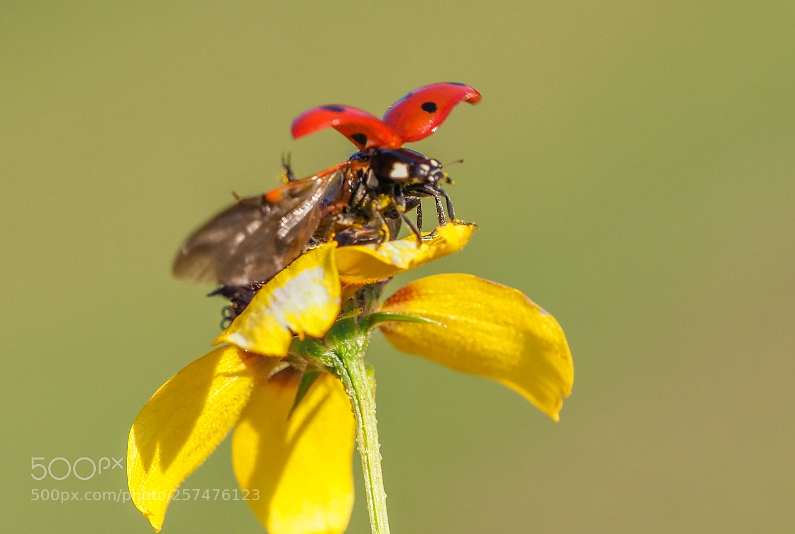 Olympus OM-D E-M1 Mark II sample photo. Ladybug photography