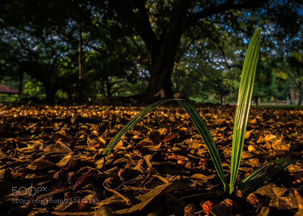 Nikon D850 sample photo. Green and gold photography
