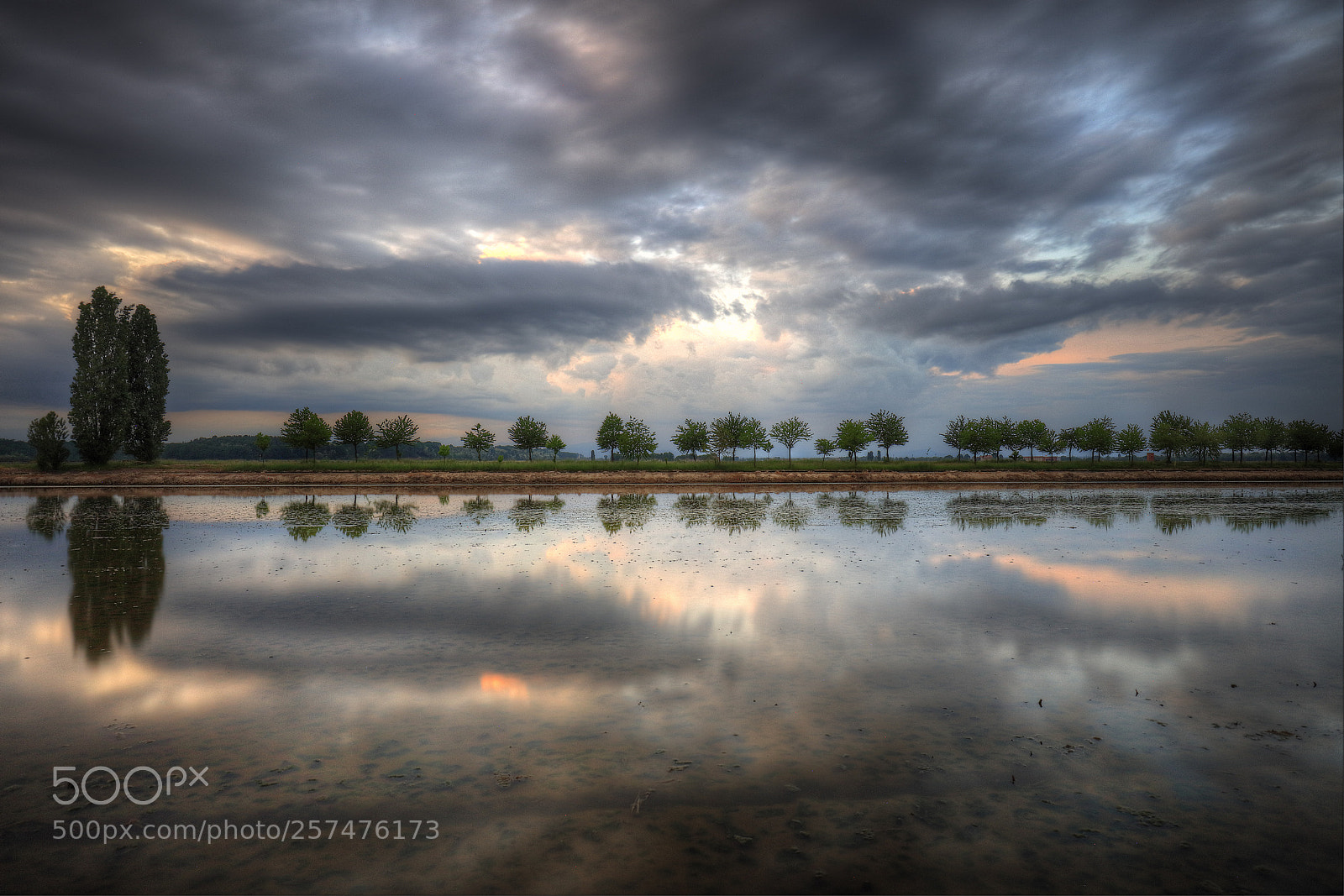 Canon EOS 5DS R sample photo. The row of trees photography