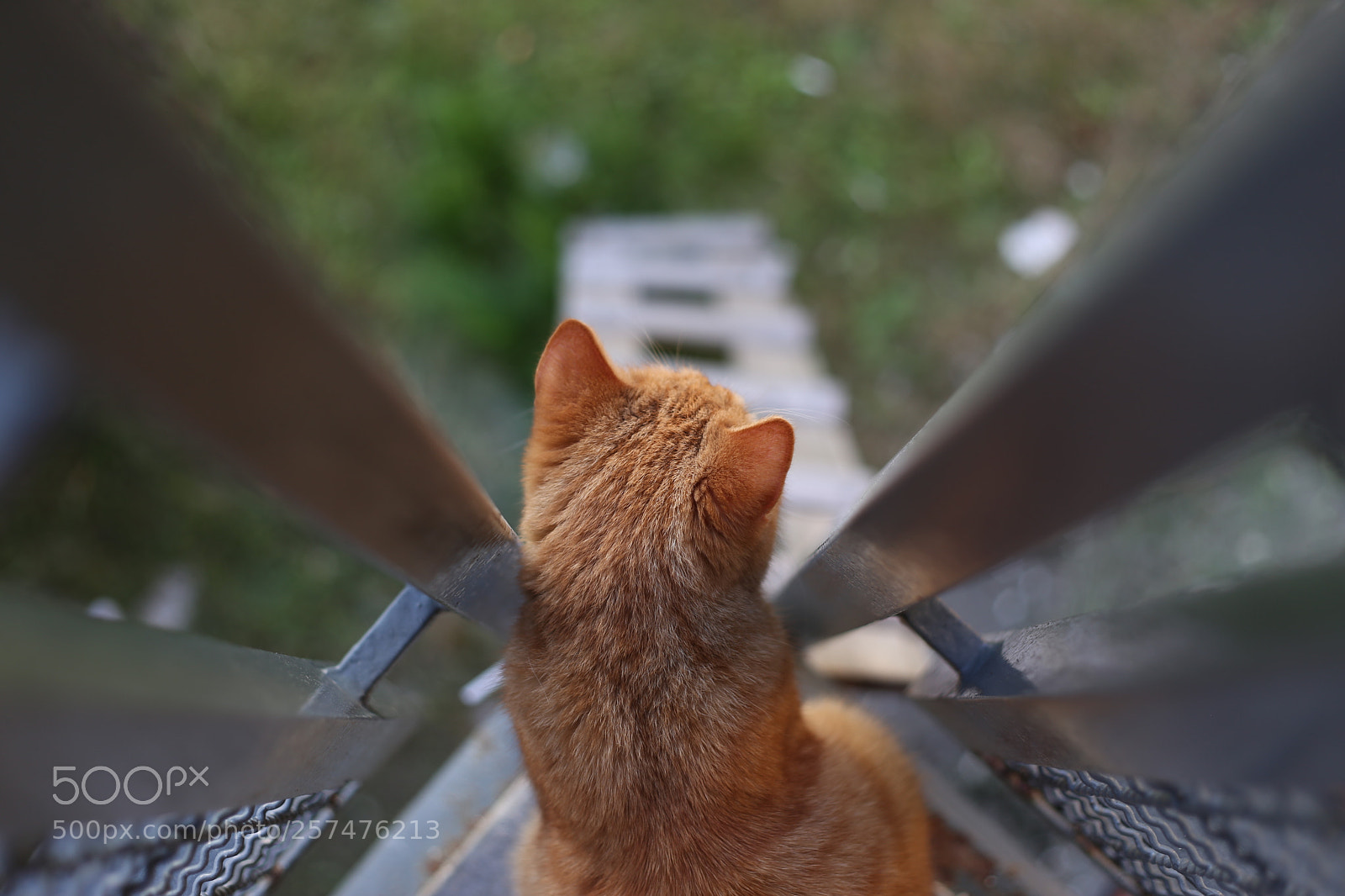 Canon EOS 6D + Canon EF 50mm F1.8 II sample photo. Furry surveillance photography