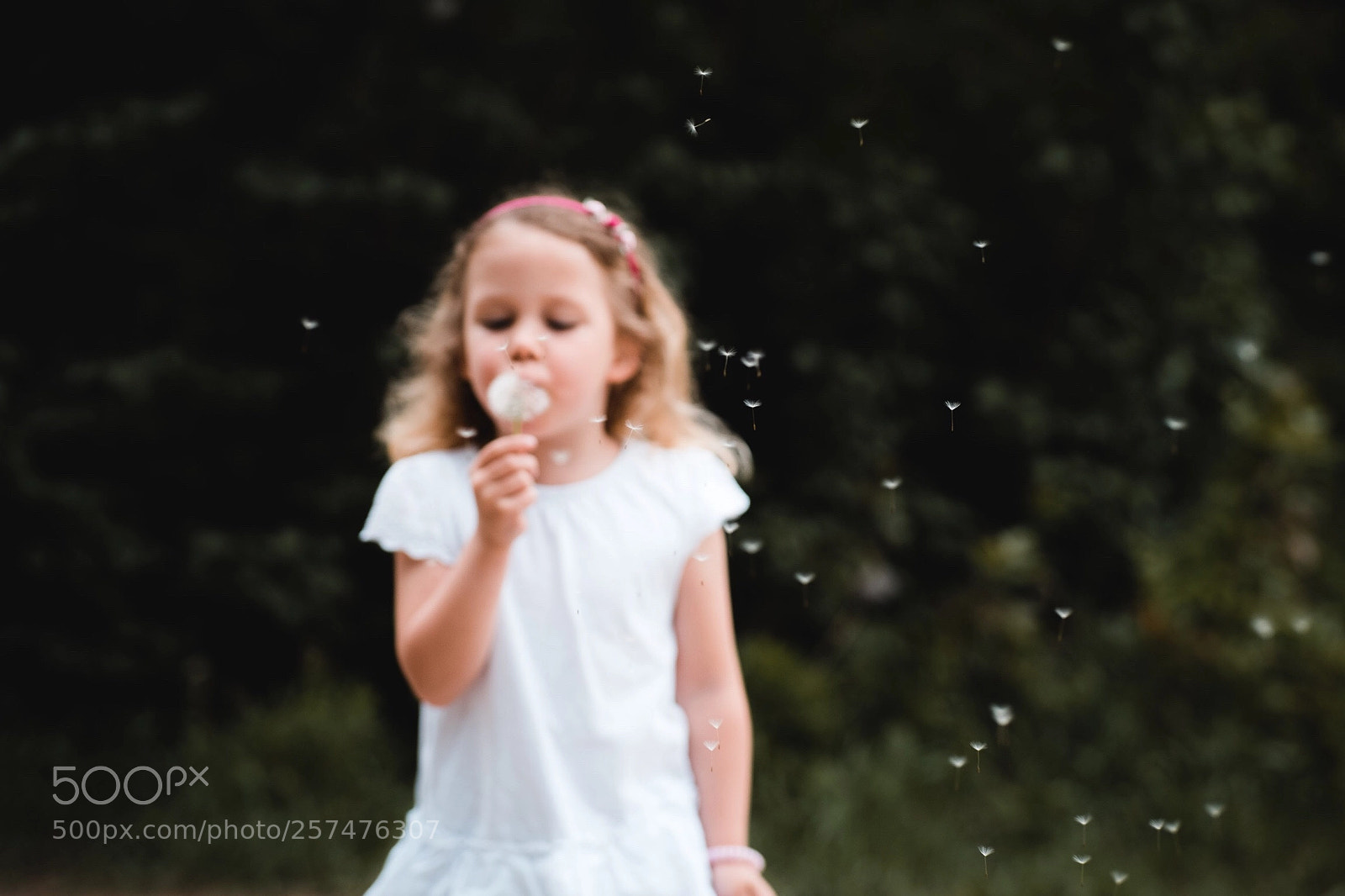 Fujifilm X-T2 sample photo. Pusteblumen  photography