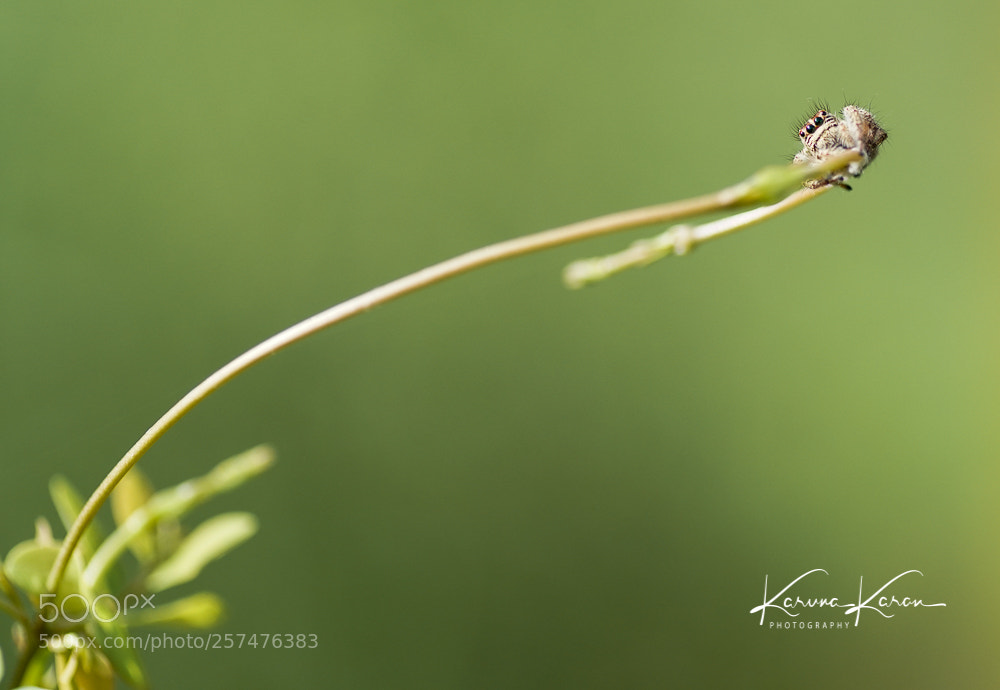 Sony a99 II sample photo. Spider's season  !!! photography