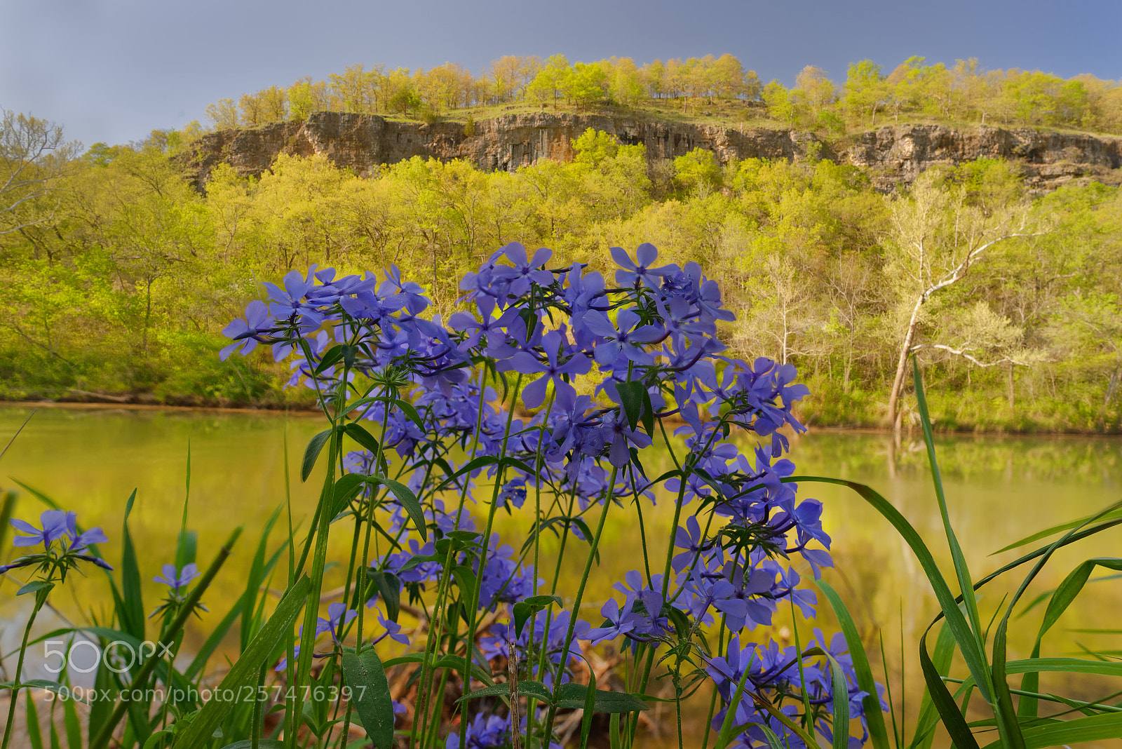 Nikon D610 sample photo. Wild sweet william photography