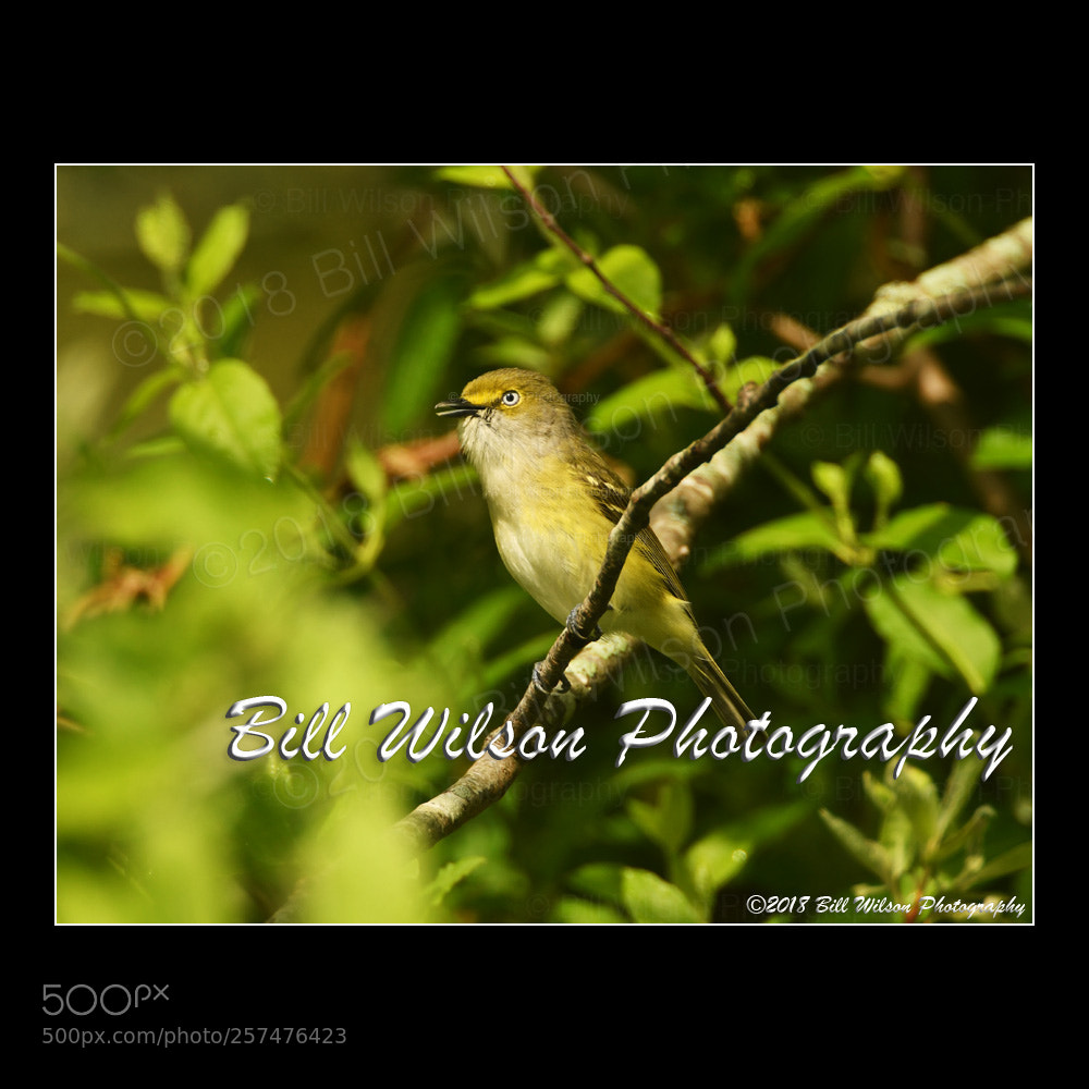 Nikon D500 sample photo. White eyed vireo photography