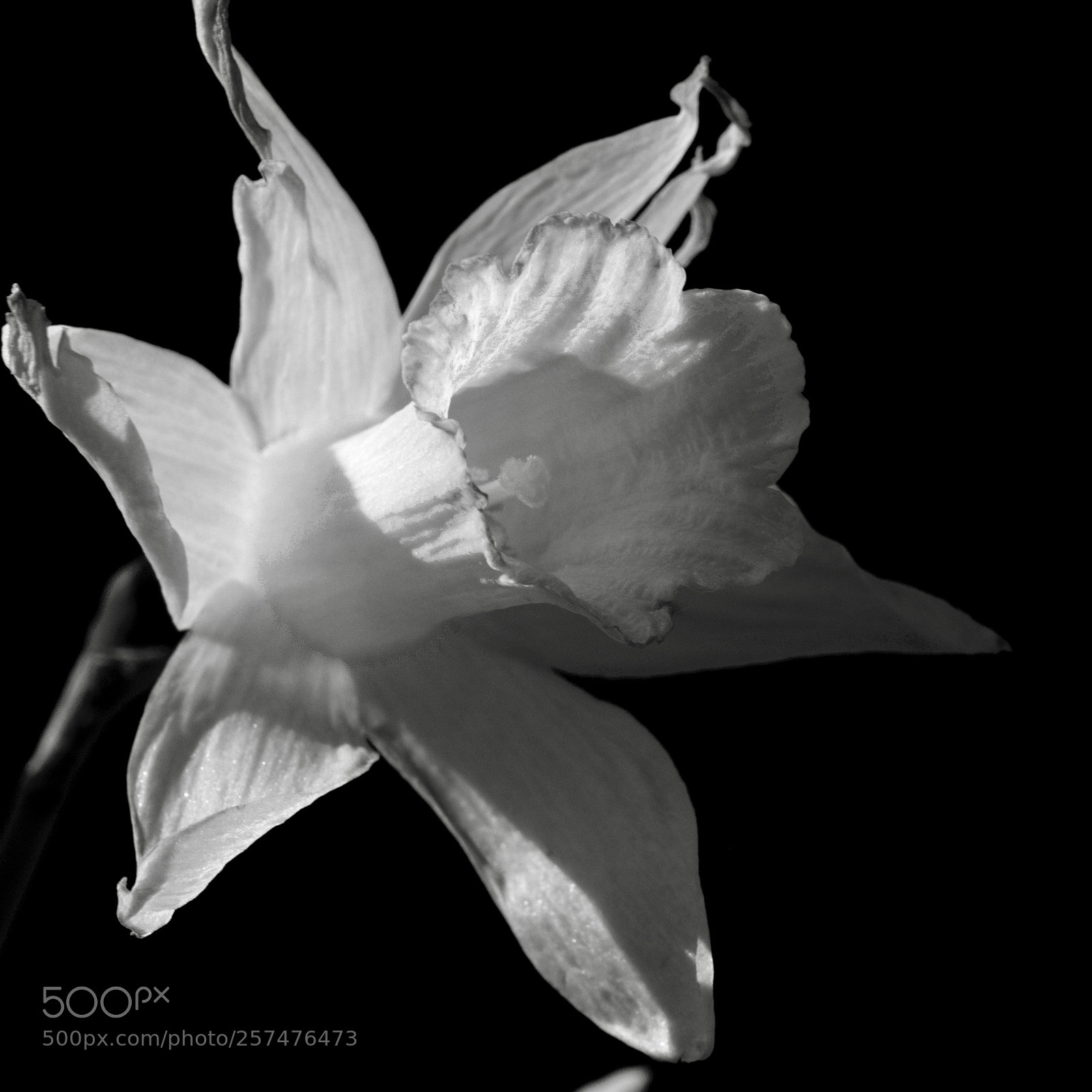 Fujifilm X-T2 sample photo. Jonquilles au pont de photography