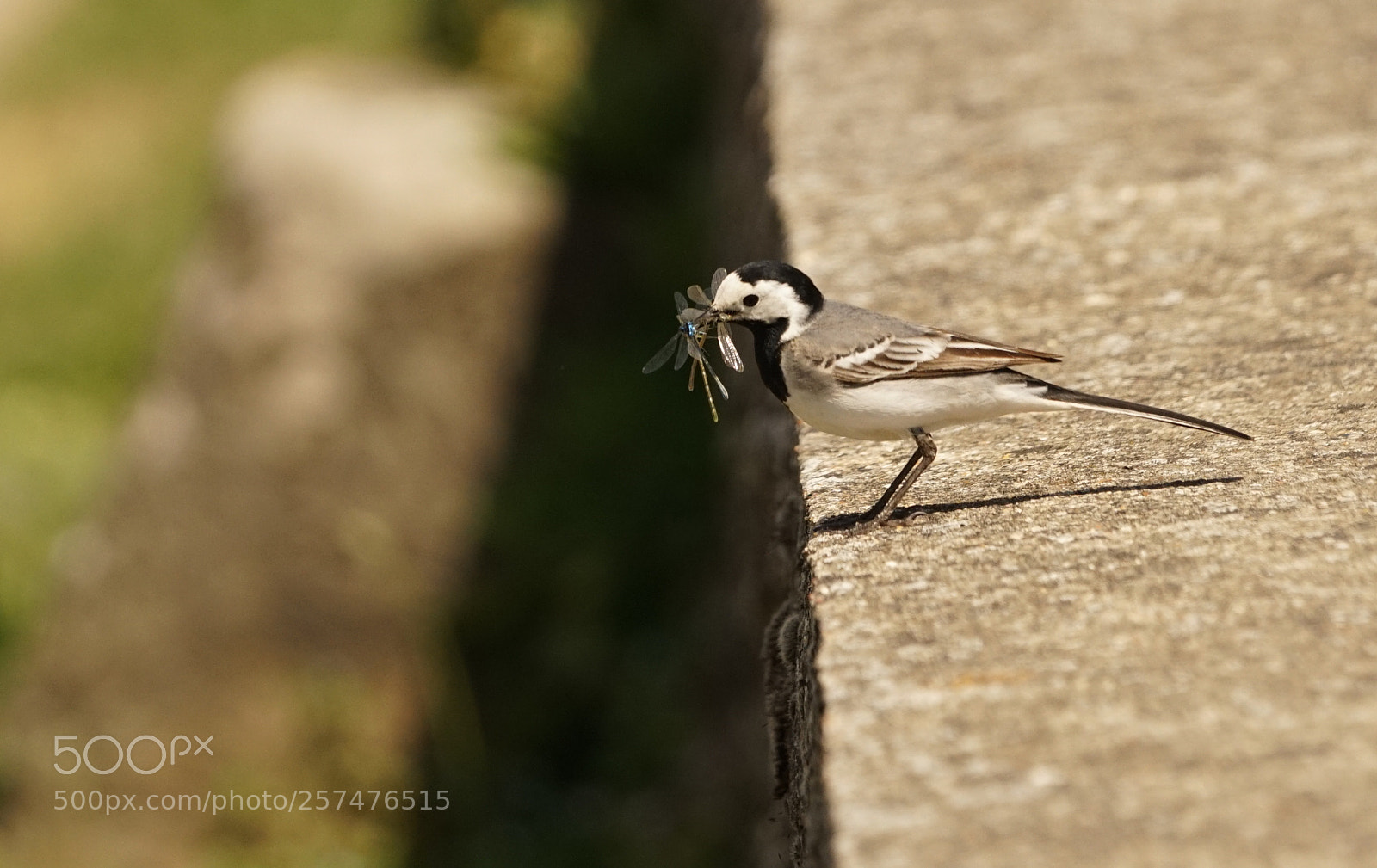 Sony a7R II sample photo. Two in a beak photography