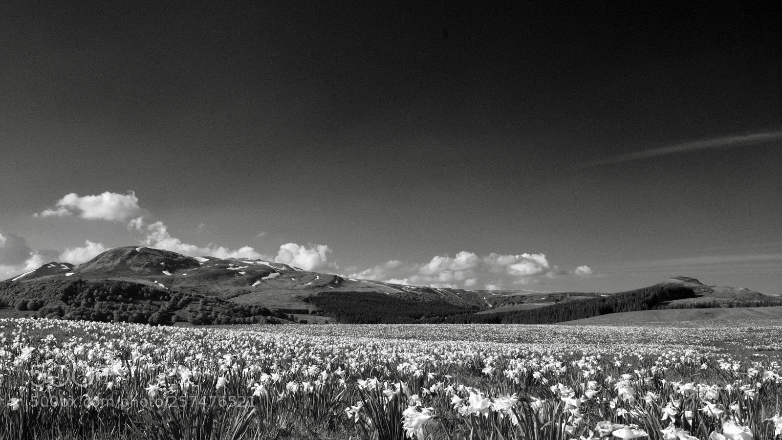 Fujifilm X-T2 sample photo. Jonquilles au pont de photography