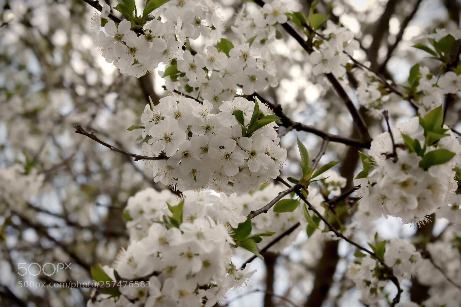 Nikon D3400 sample photo. Цветение Вишни photography