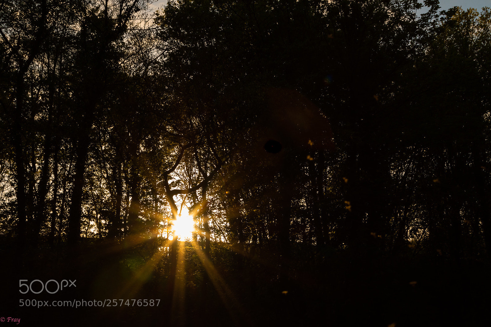 Canon EOS 7D Mark II sample photo. Untitled photography