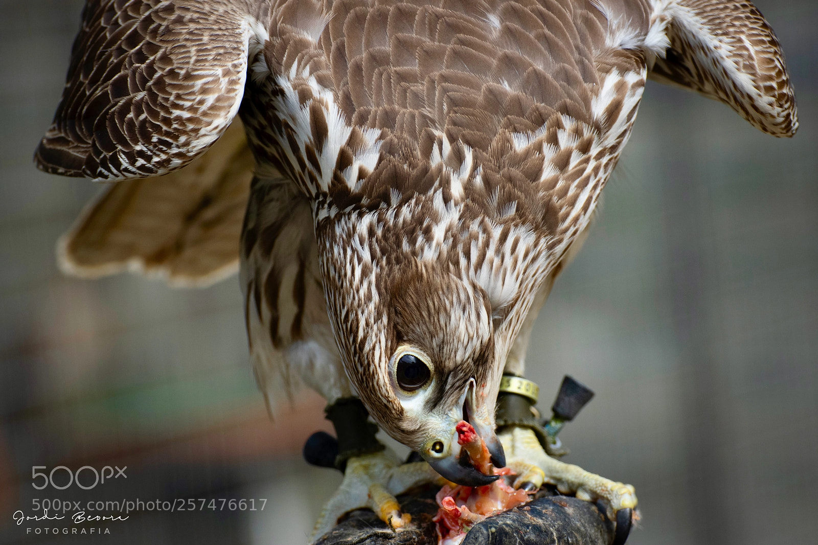 Nikon D5300 sample photo. Feeding the falcon photography