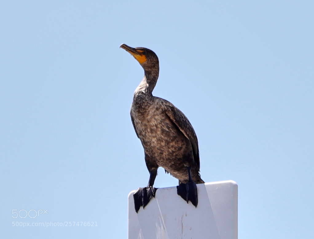 Canon EOS-1D X Mark II sample photo. 05-11-18-0017189.jpg photography