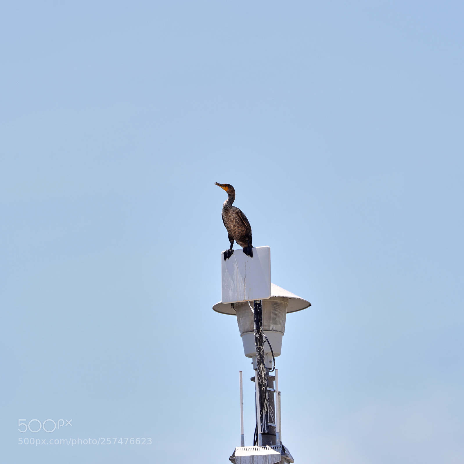 Canon EOS-1D X Mark II sample photo. 05-11-18-0017188.jpg photography