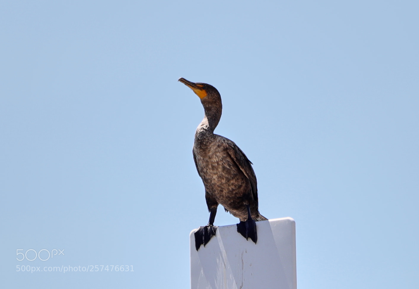 Canon EOS-1D X Mark II sample photo. 05-11-18-0017187.jpg photography