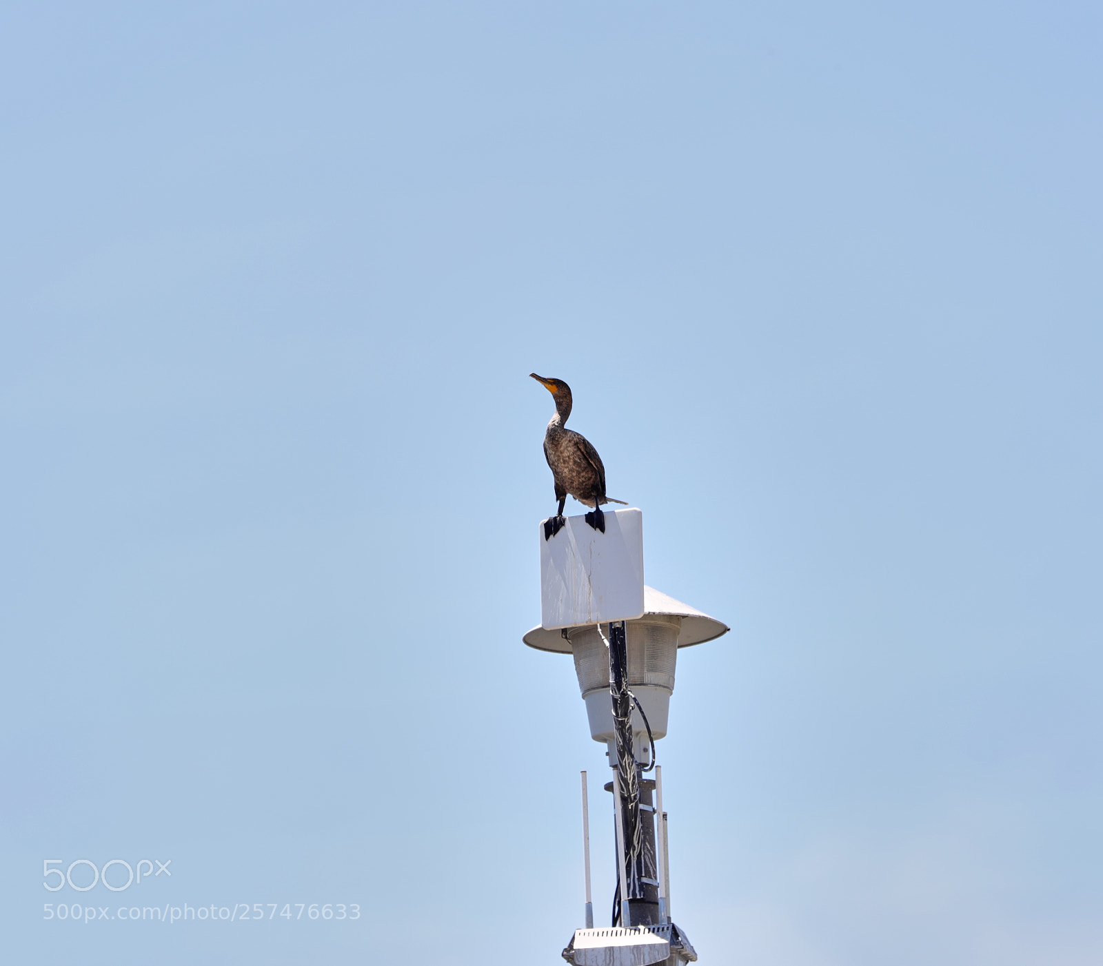Canon EOS-1D X Mark II sample photo. 05-11-18-0017186.jpg photography