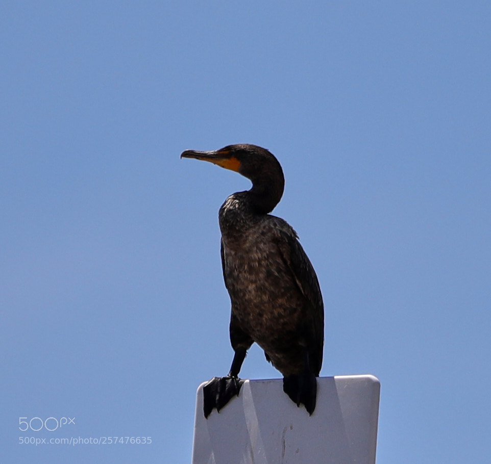 Canon EOS-1D X Mark II sample photo. 05-11-18-0017185.jpg photography