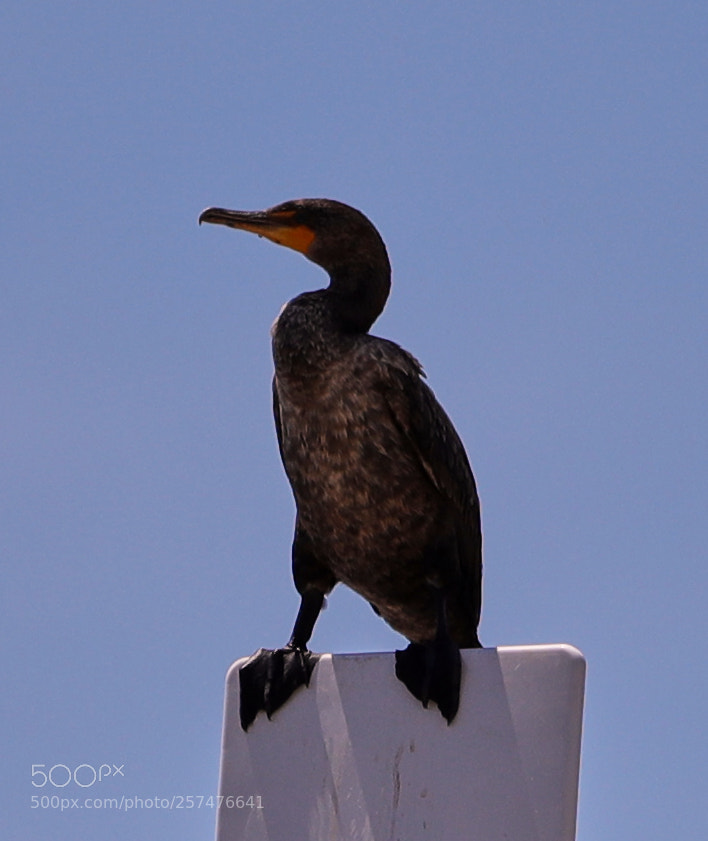 Canon EOS-1D X Mark II sample photo. 05-11-18-0017184.jpg photography