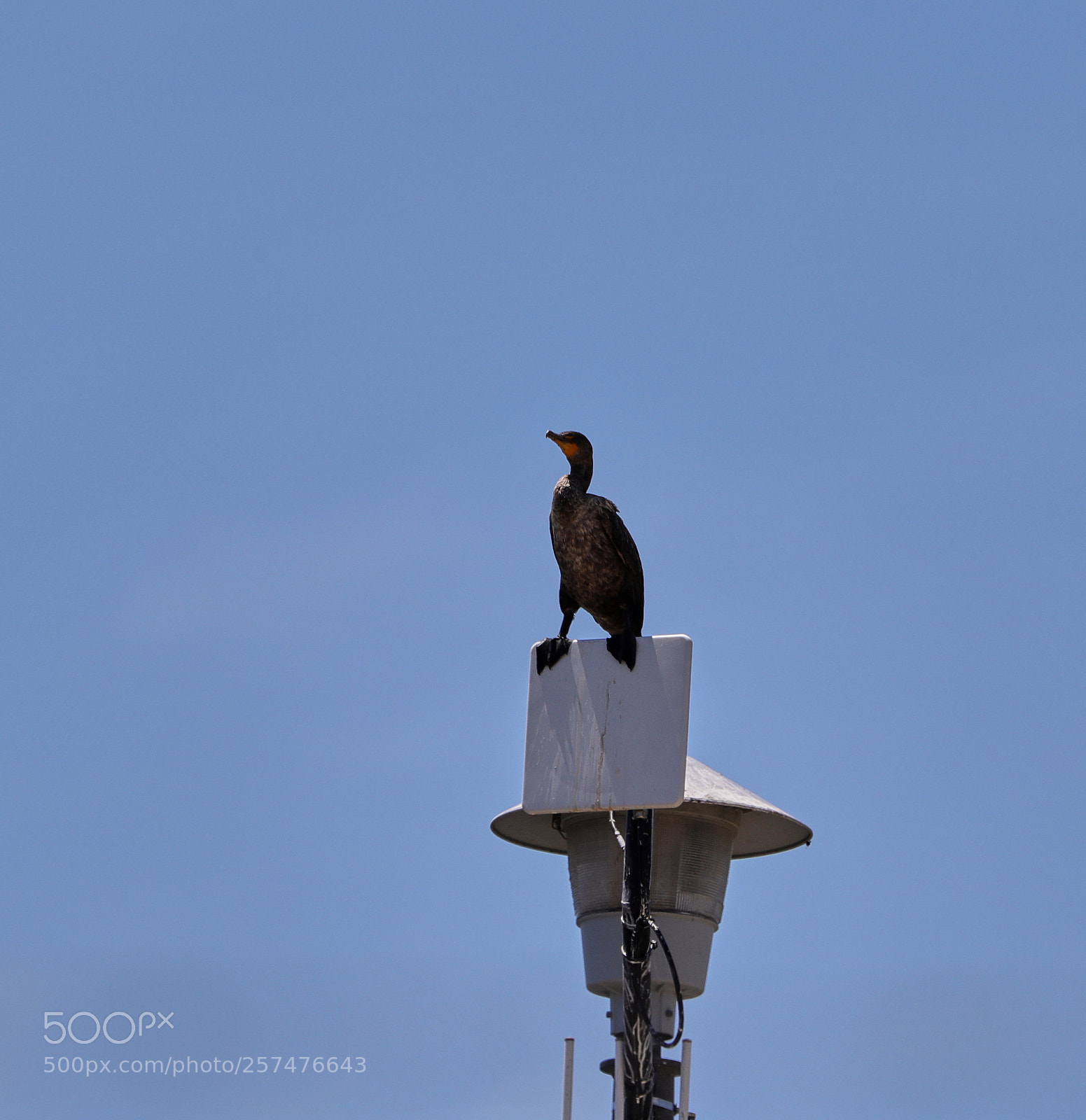 Canon EOS-1D X Mark II sample photo. 05-11-18-0017183.jpg photography