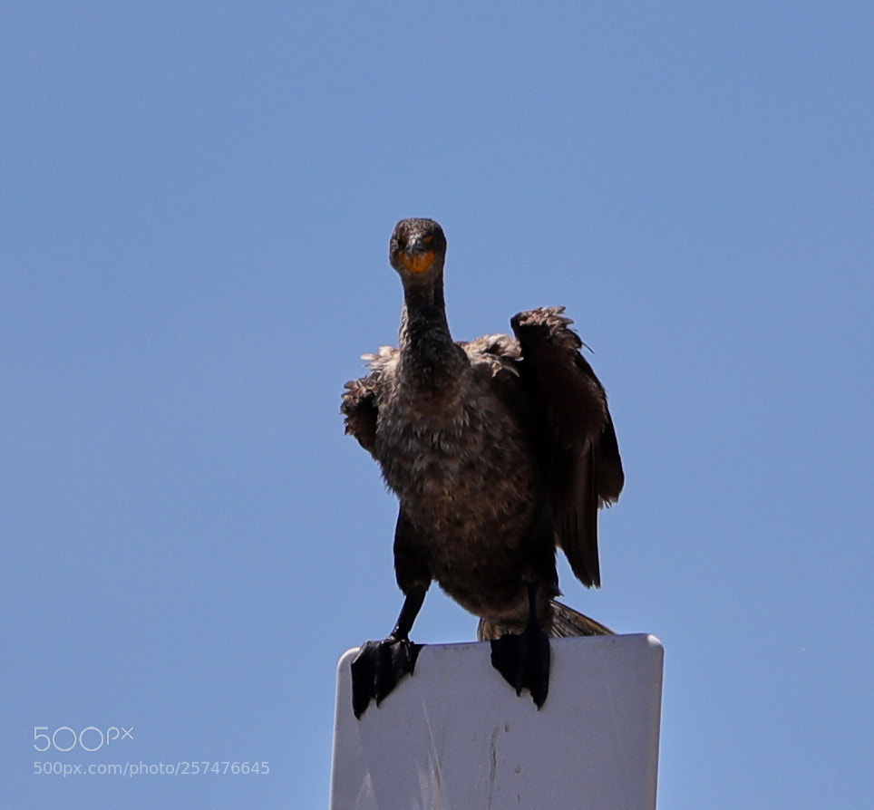 Canon EOS-1D X Mark II sample photo. 05-11-18-0017182.jpg photography