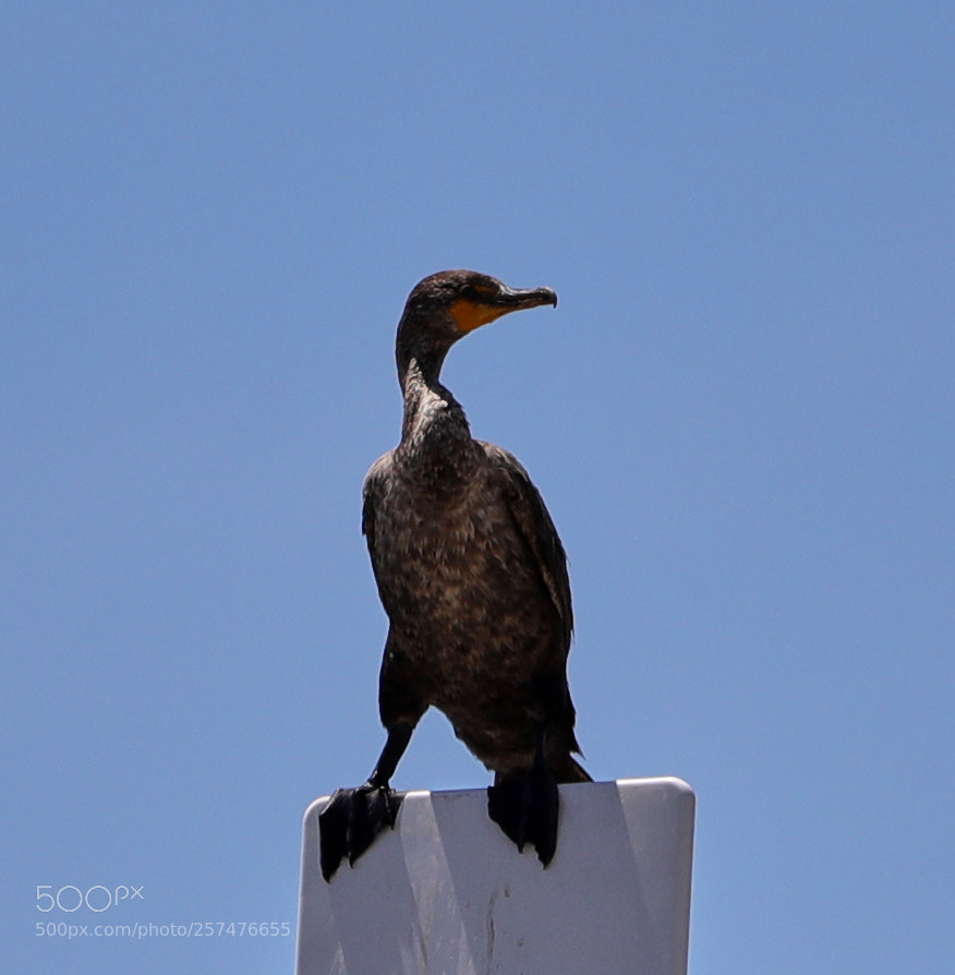 Canon EOS-1D X Mark II sample photo. 05-11-18-0017181.jpg photography