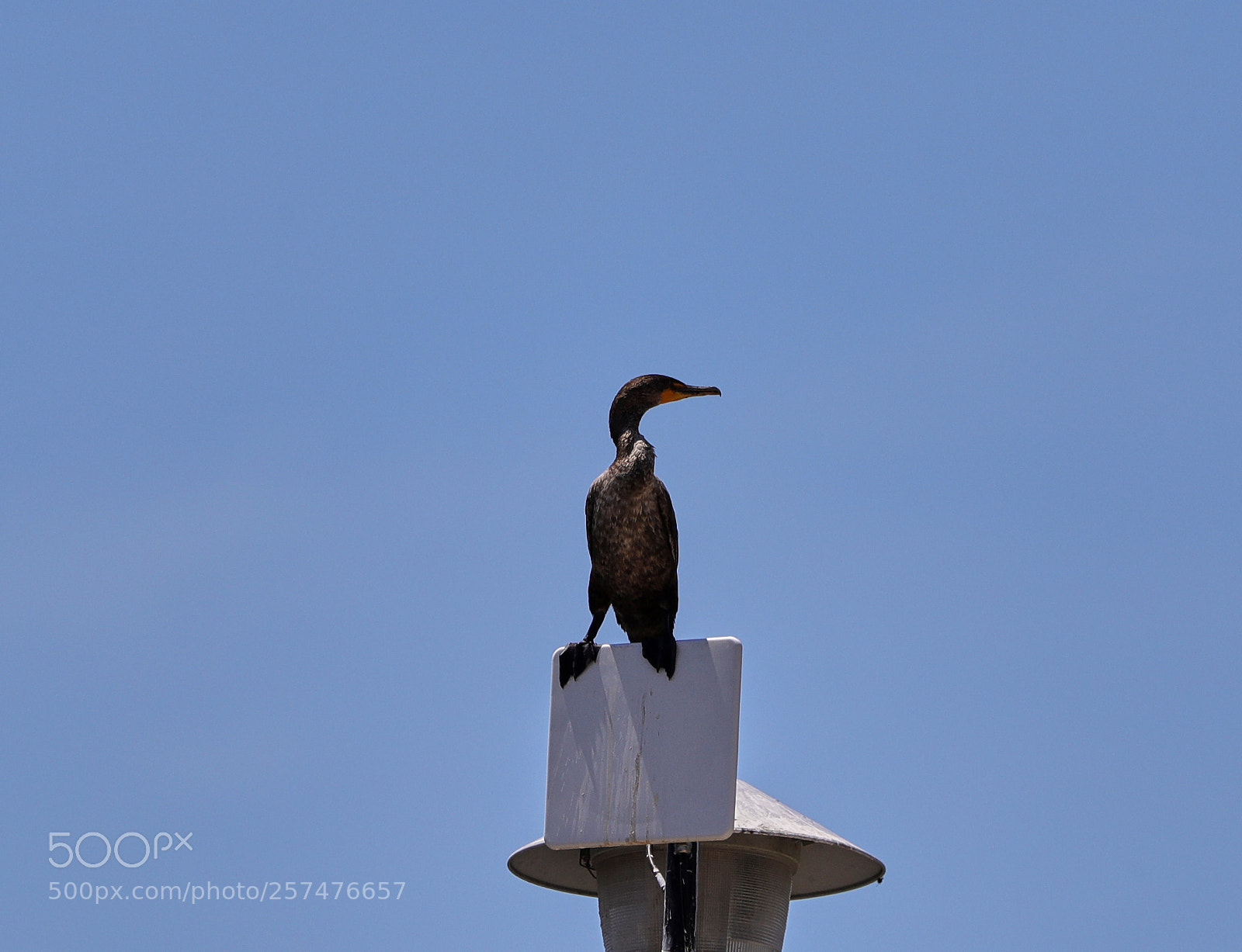 Canon EOS-1D X Mark II sample photo. 05-11-18-0017179.jpg photography
