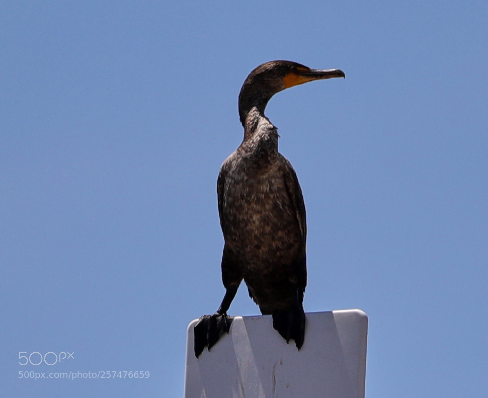 Canon EOS-1D X Mark II sample photo. 05-11-18-0017180.jpg photography