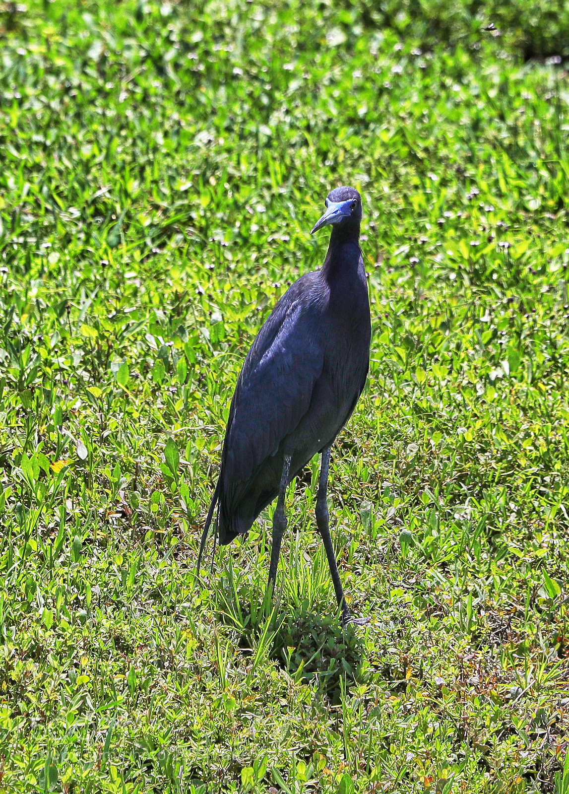 Canon EOS-1D X Mark II sample photo. 05-11-18-0017176.jpg photography