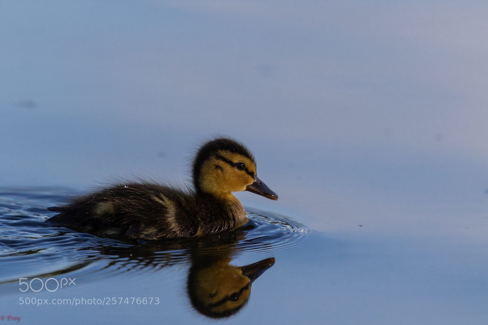 Canon EOS 7D Mark II sample photo. Untitled photography