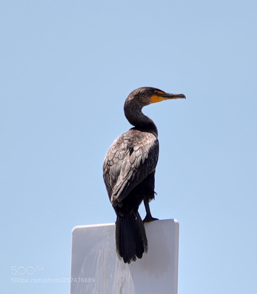 Canon EOS-1D X Mark II sample photo. 05-11-18-0017194.jpg photography