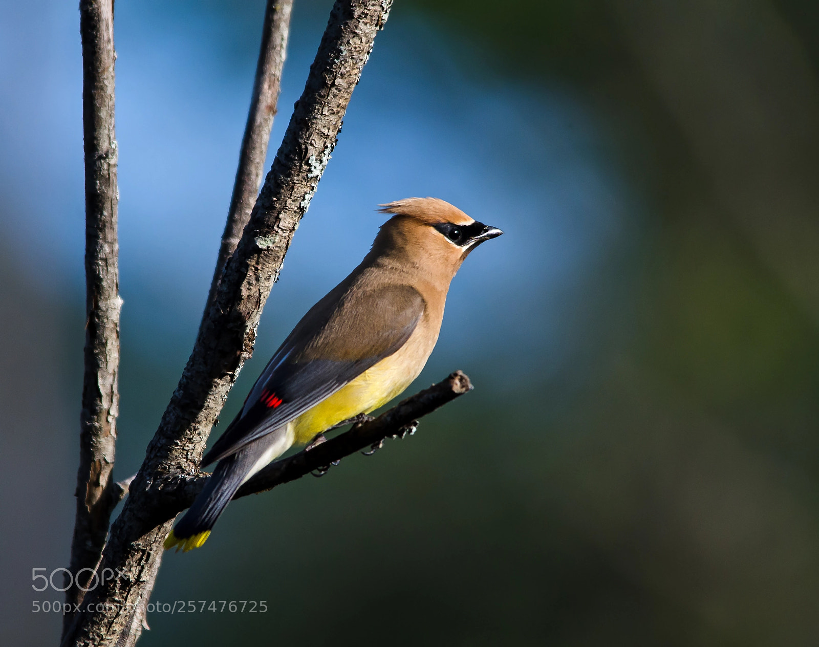 Nikon D7000 sample photo. Cedar waxwing photography