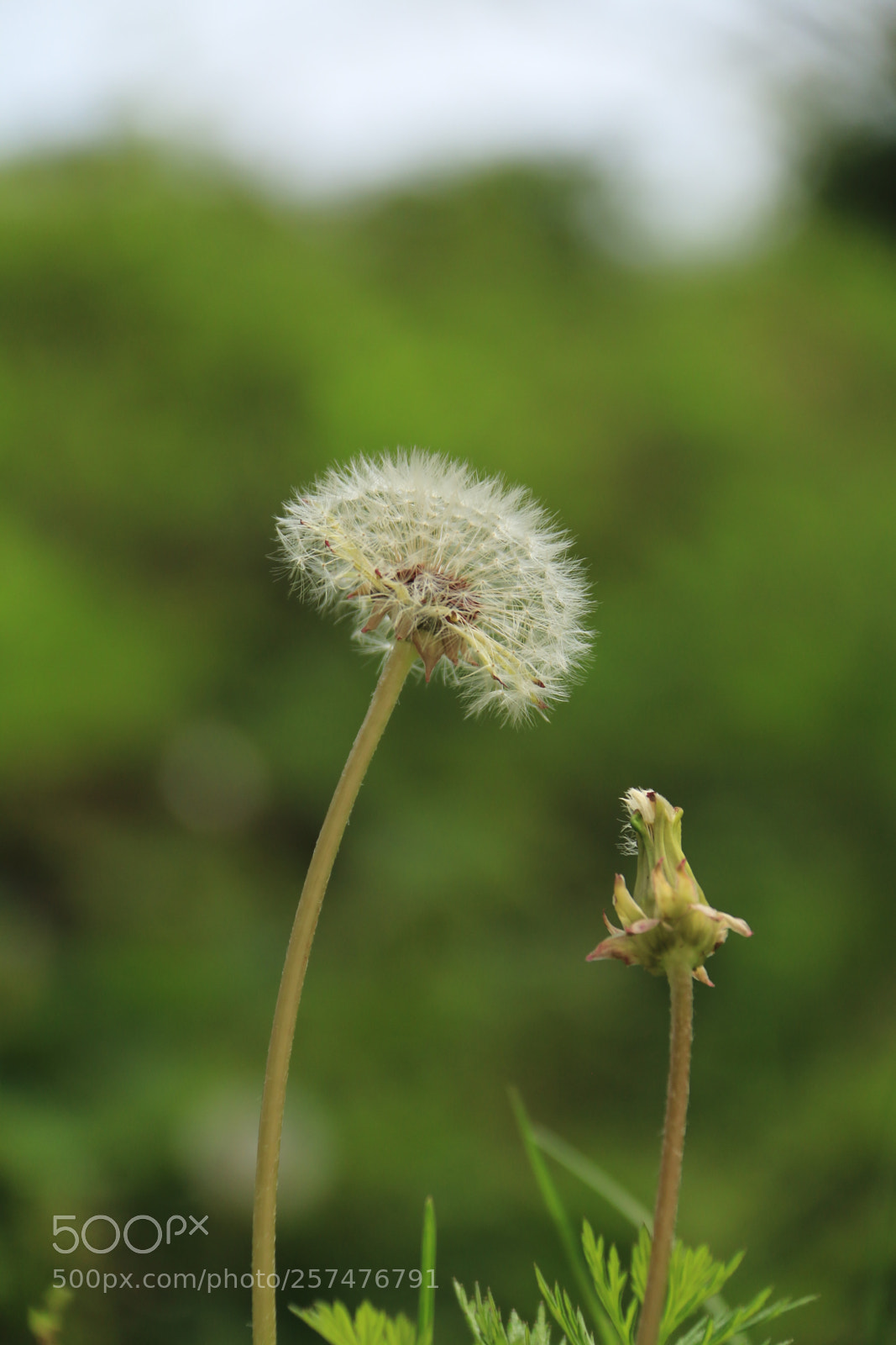 Canon EF-S 18-200mm F3.5-5.6 IS sample photo. Untitled photography