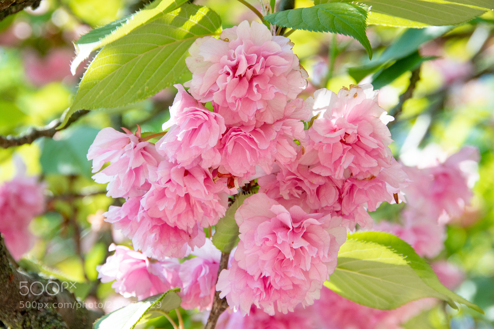 Nikon D7100 sample photo. Cherry blossom cluster photography