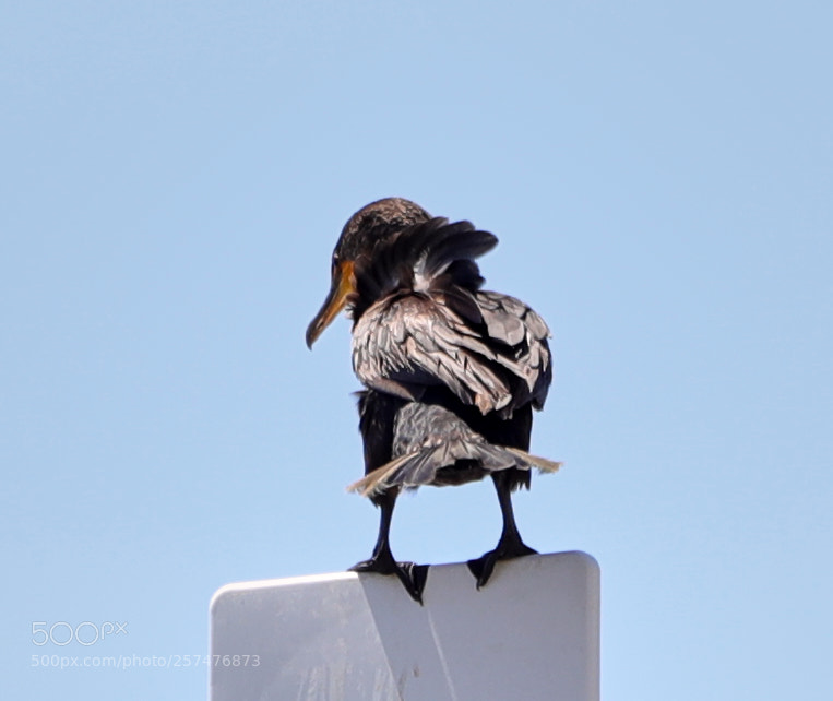 Canon EOS-1D X Mark II sample photo. 05-11-18-0017192.jpg photography