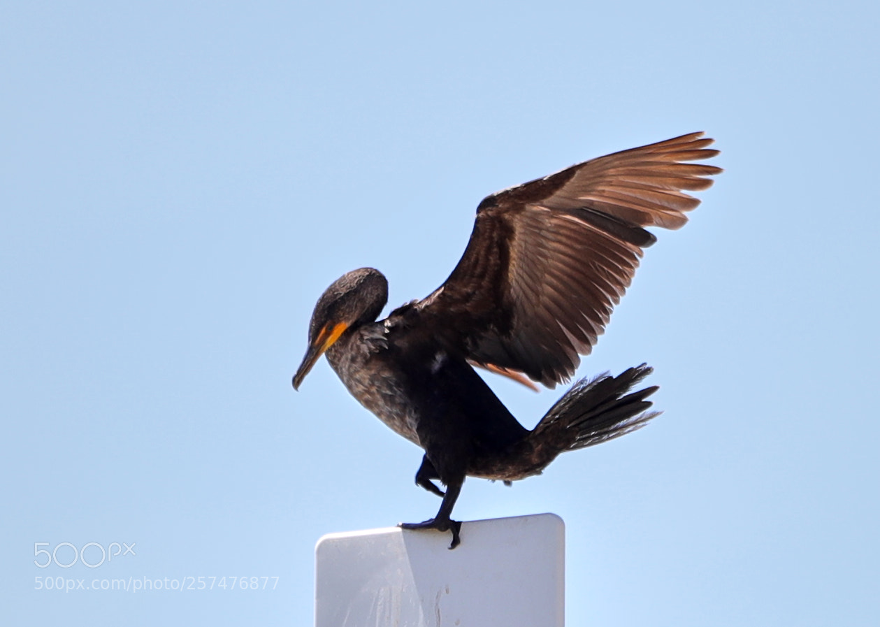 Canon EOS-1D X Mark II sample photo. 05-11-18-0017191.jpg photography