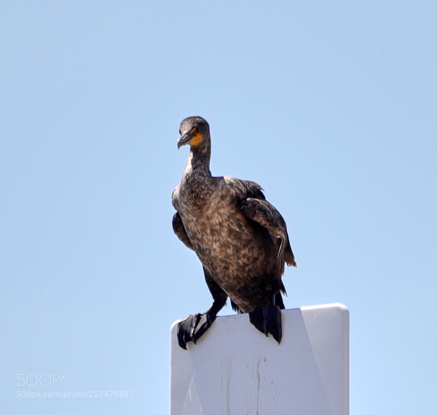 Canon EOS-1D X Mark II sample photo. 05-11-18-0017190.jpg photography