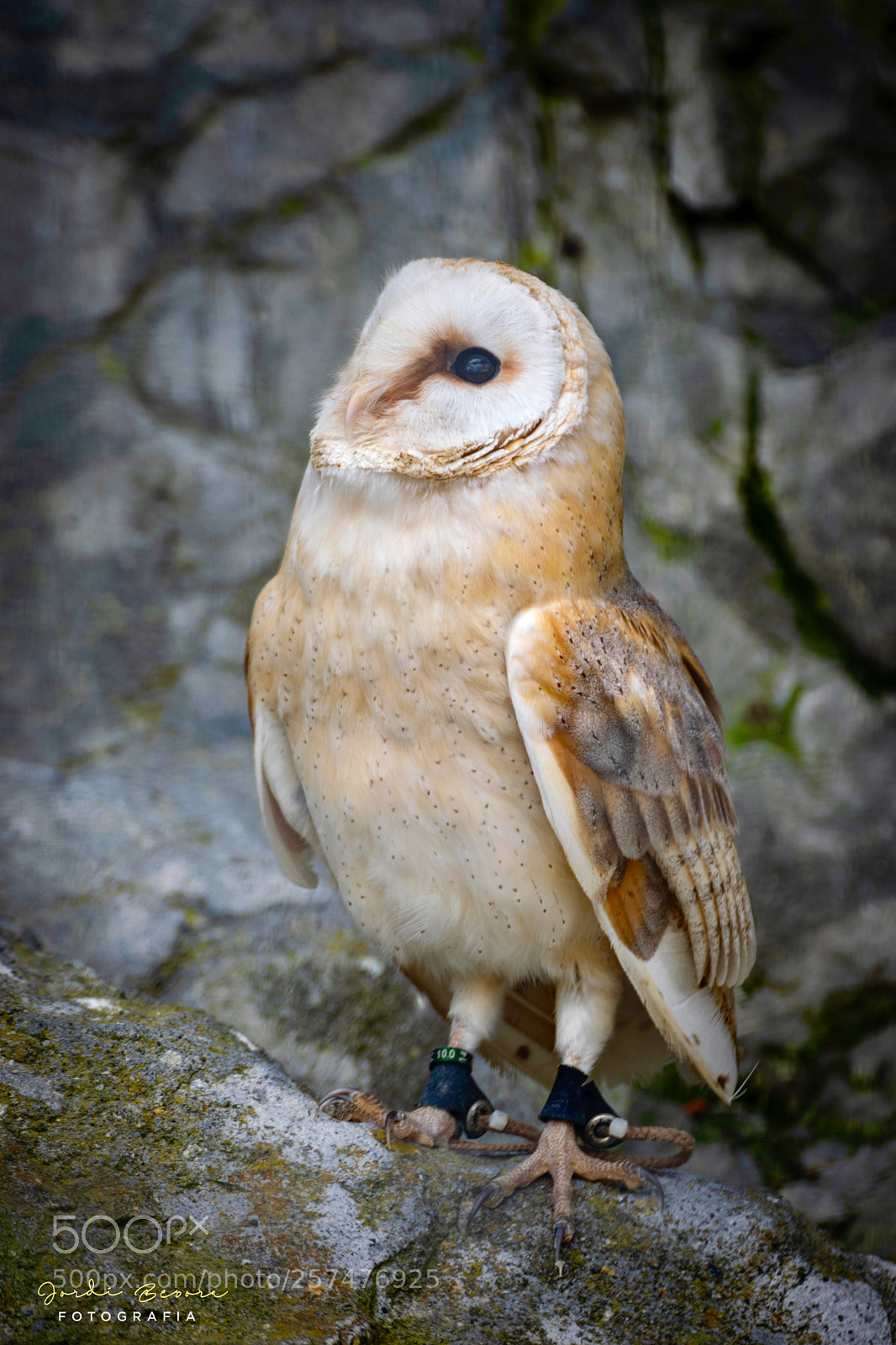 Nikon D5300 sample photo. Barn owl photography