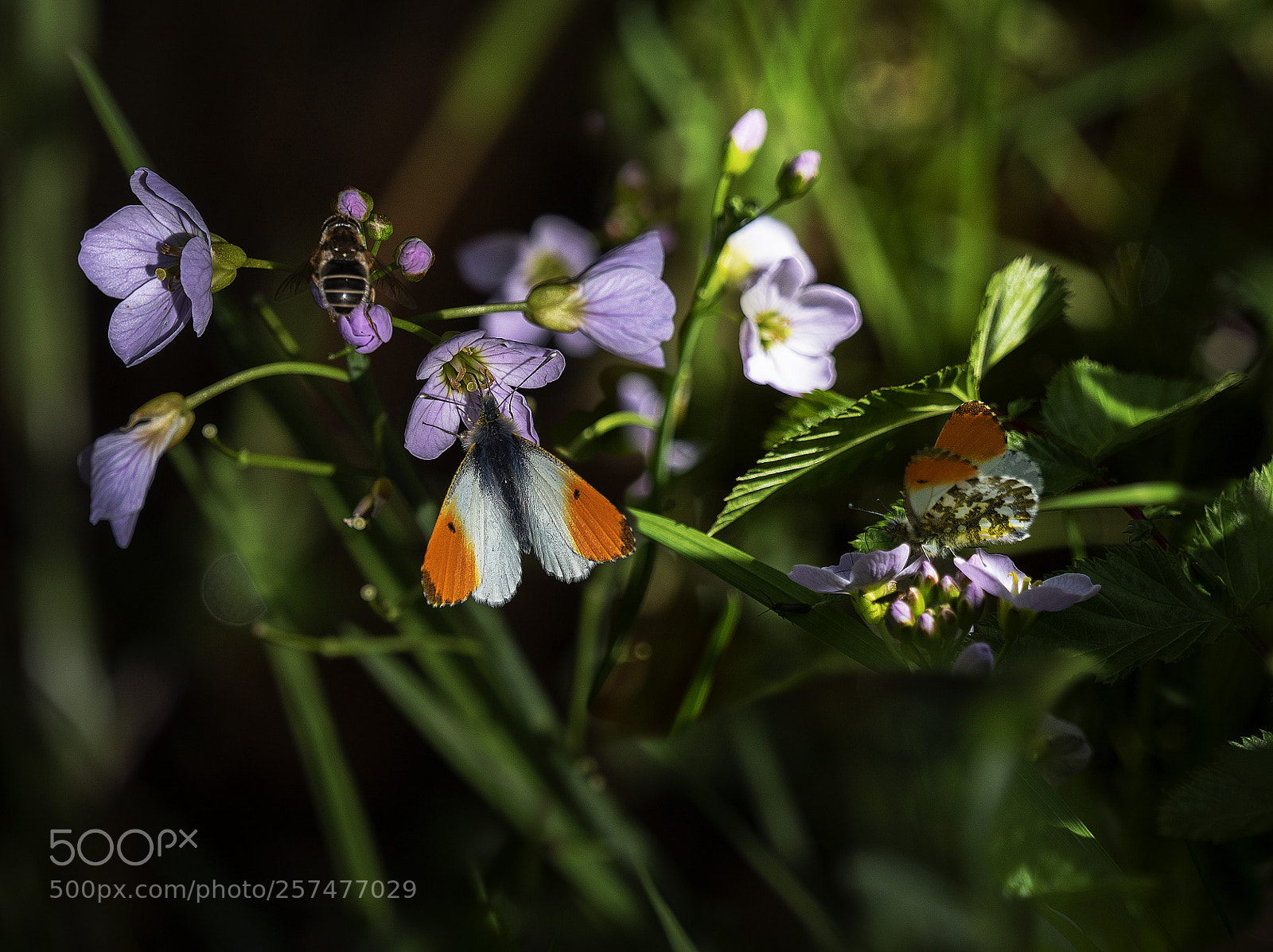 Olympus OM-D E-M5 II sample photo. Orange tip photography