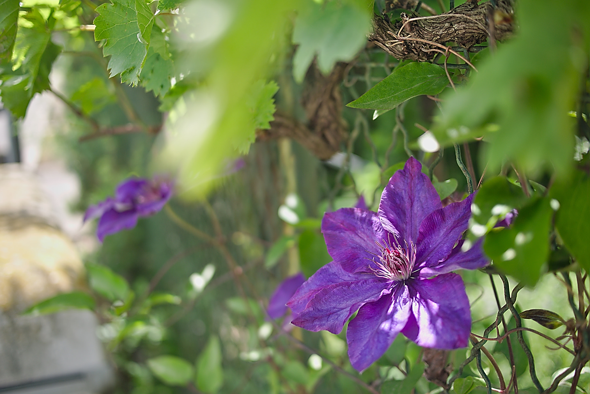 Panasonic Lumix DMC-GM1 sample photo. 2018 05 10 26 clematis.jpg photography