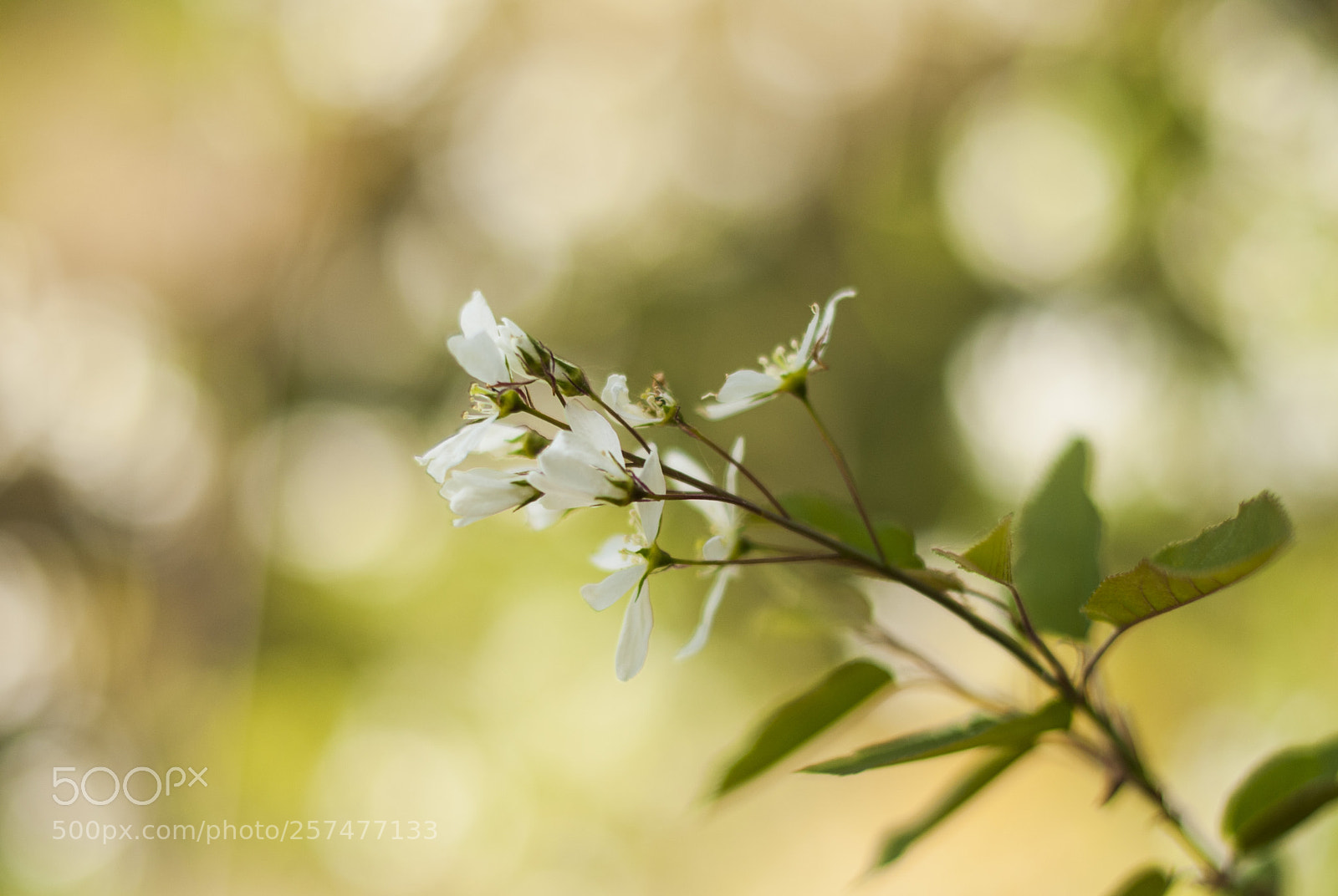 Nikon D700 sample photo. White flowers photography