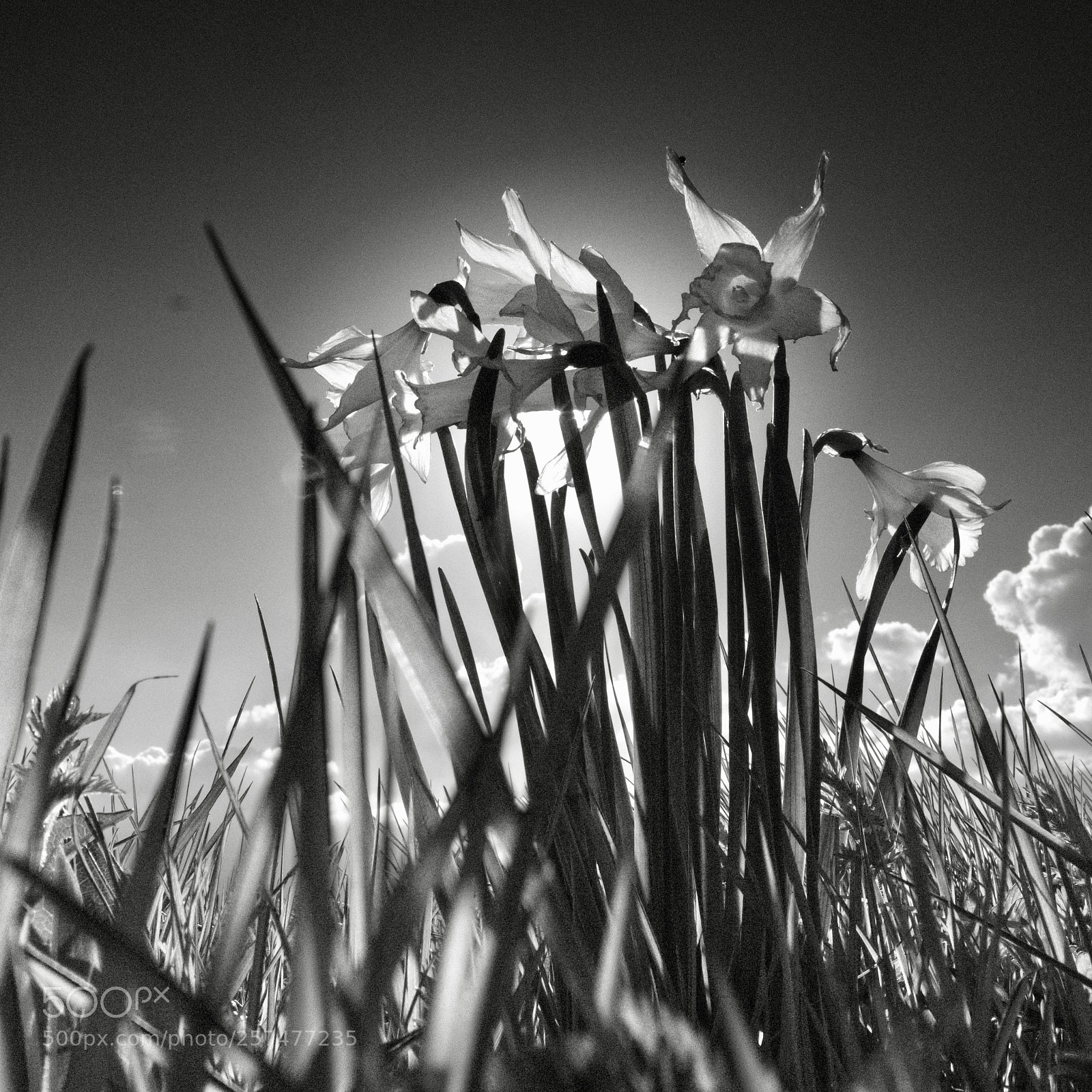 Fujifilm X-T2 sample photo. Jonquilles au pont de photography