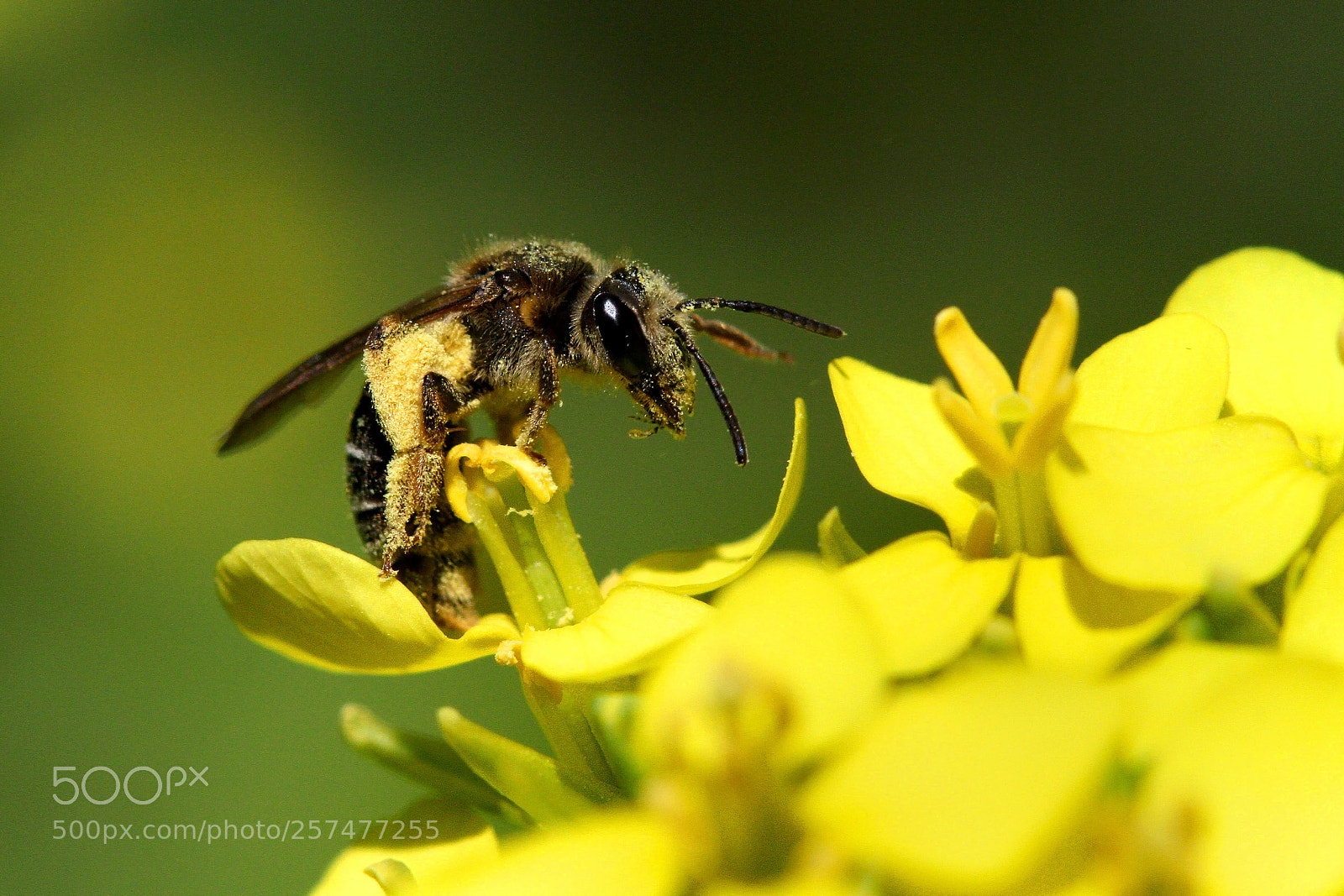 Canon EOS 7D sample photo. Lasioglossum photography