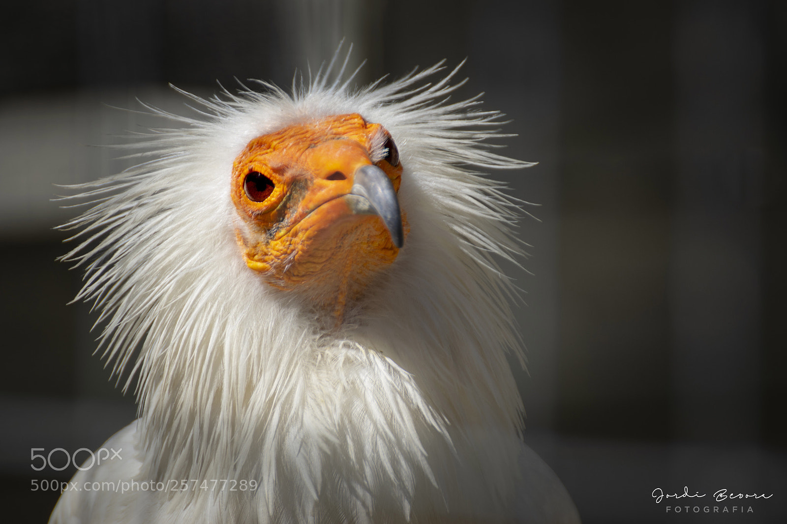 Nikon D5300 sample photo. Egyptian vulture photography