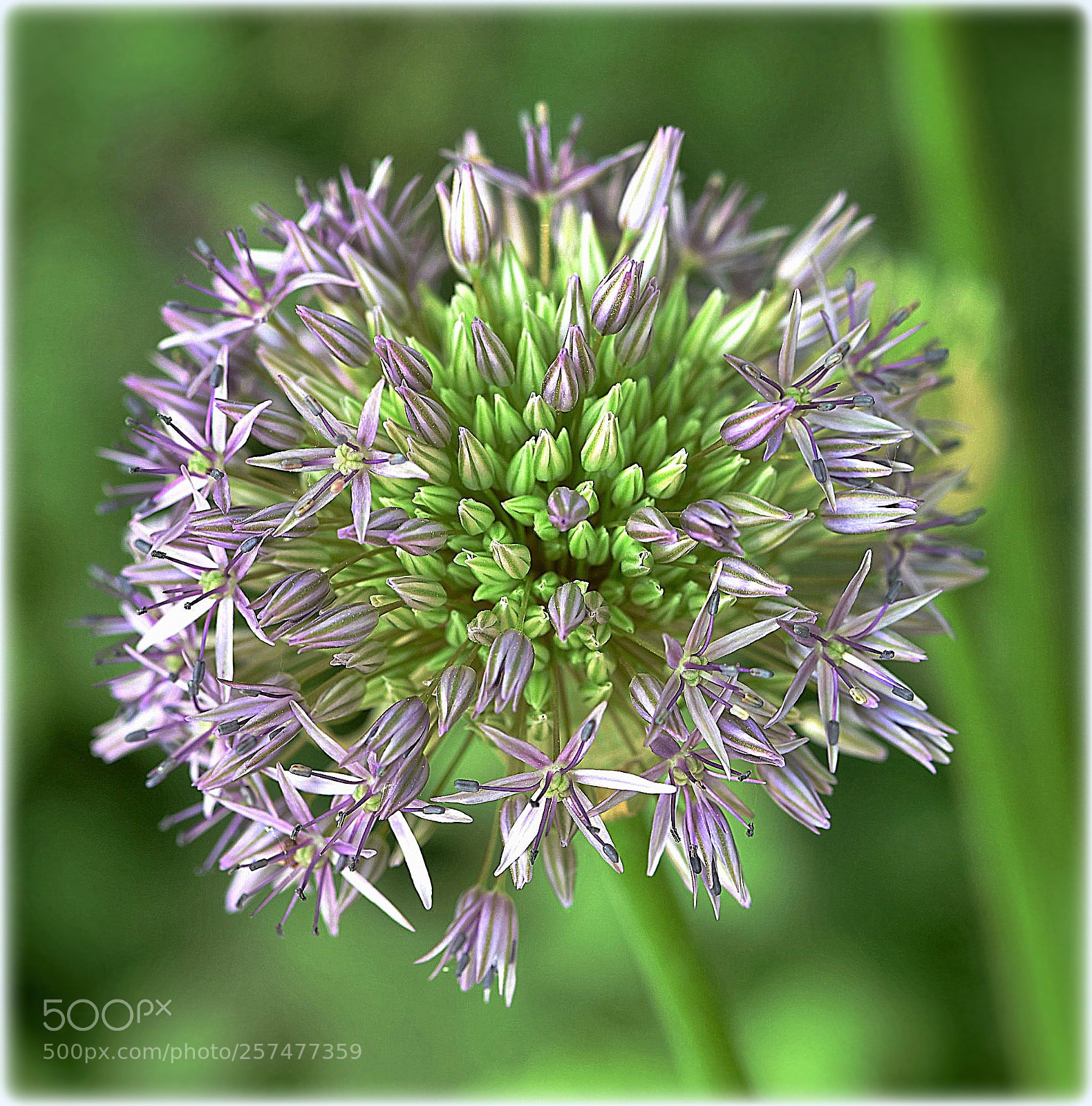Nikon D810 sample photo. "ornamental onion" photography