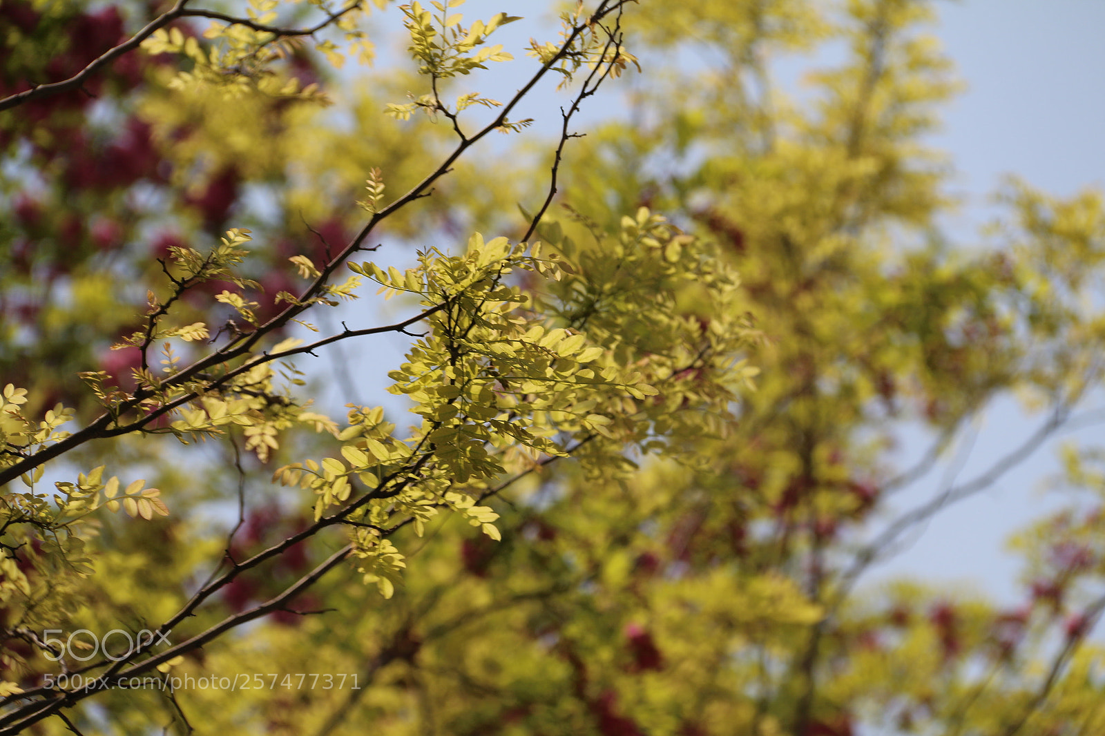 Canon EF-S 18-200mm F3.5-5.6 IS sample photo. Untitled photography