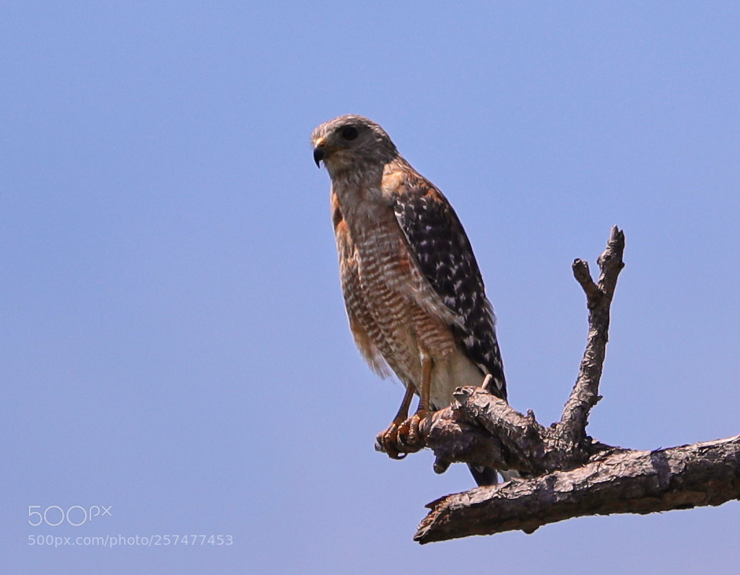 Canon EOS-1D X Mark II sample photo. 05-11-18-0017215.jpg photography