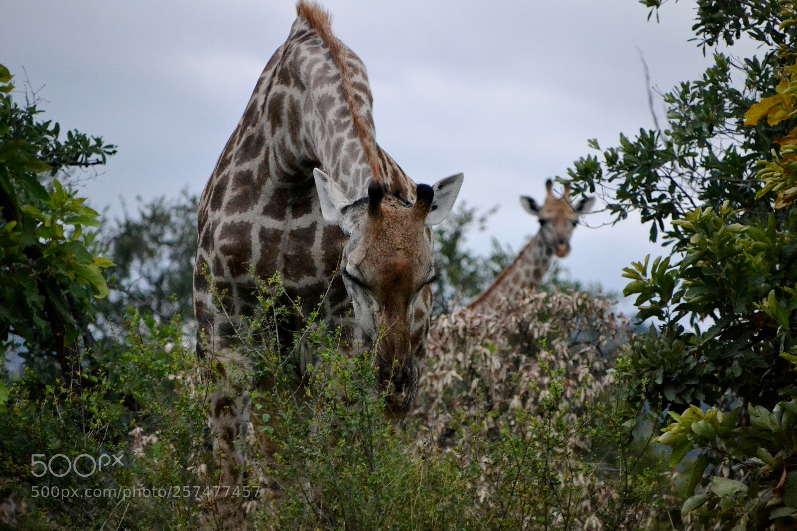 Nikon D3100 sample photo. Giraffe's snack time photography