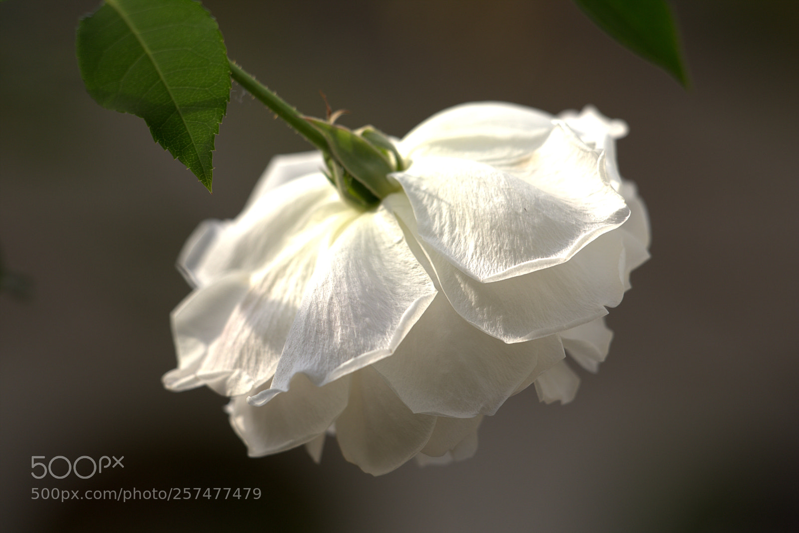 Canon EOS 6D sample photo. White rose ii photography